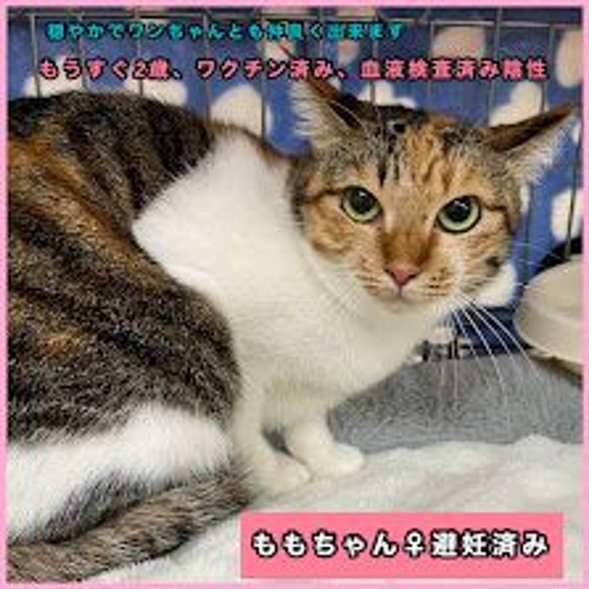 雑種（ミックス猫）・メスの里親募集の写真
