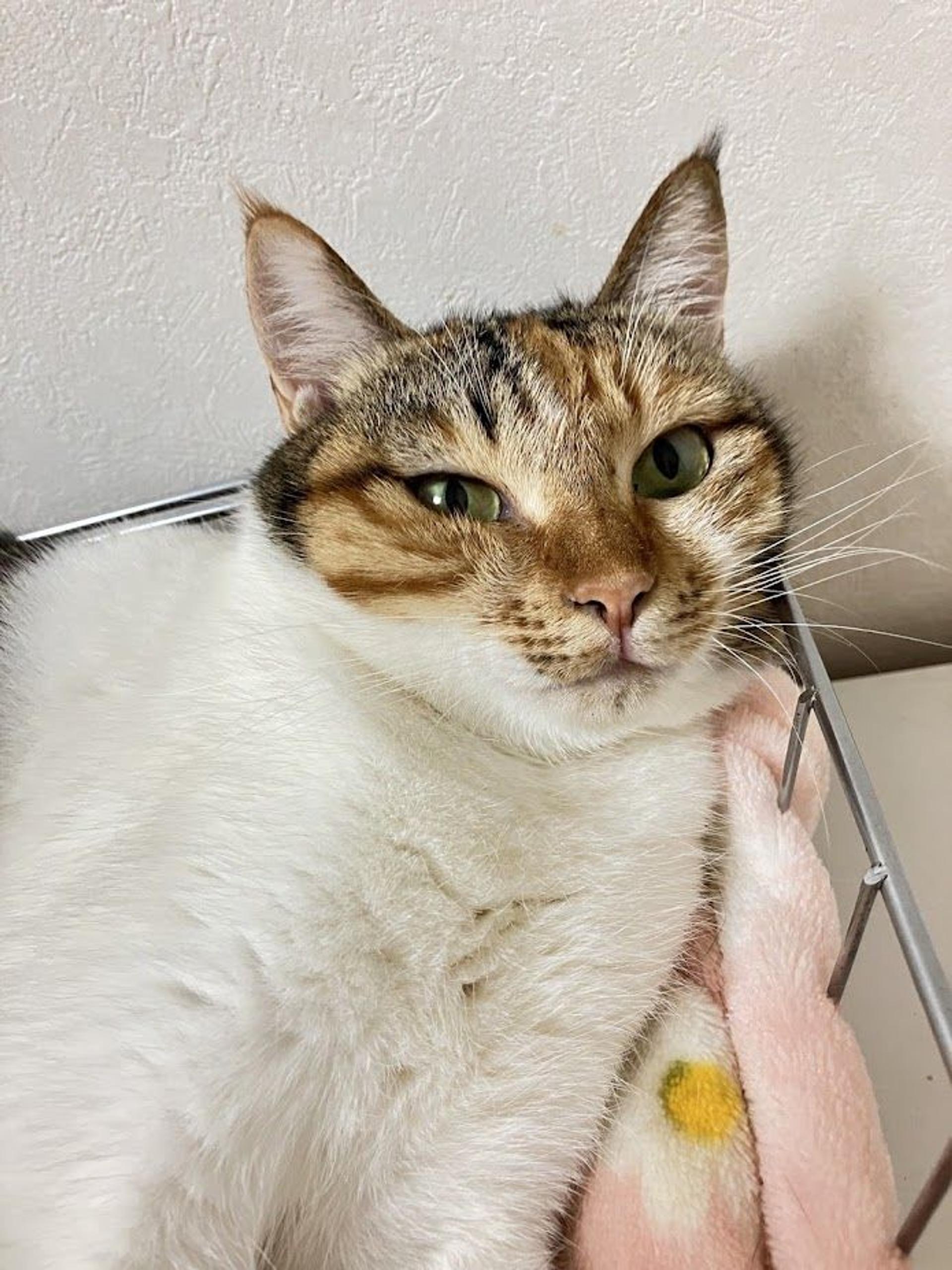 pet-image-3