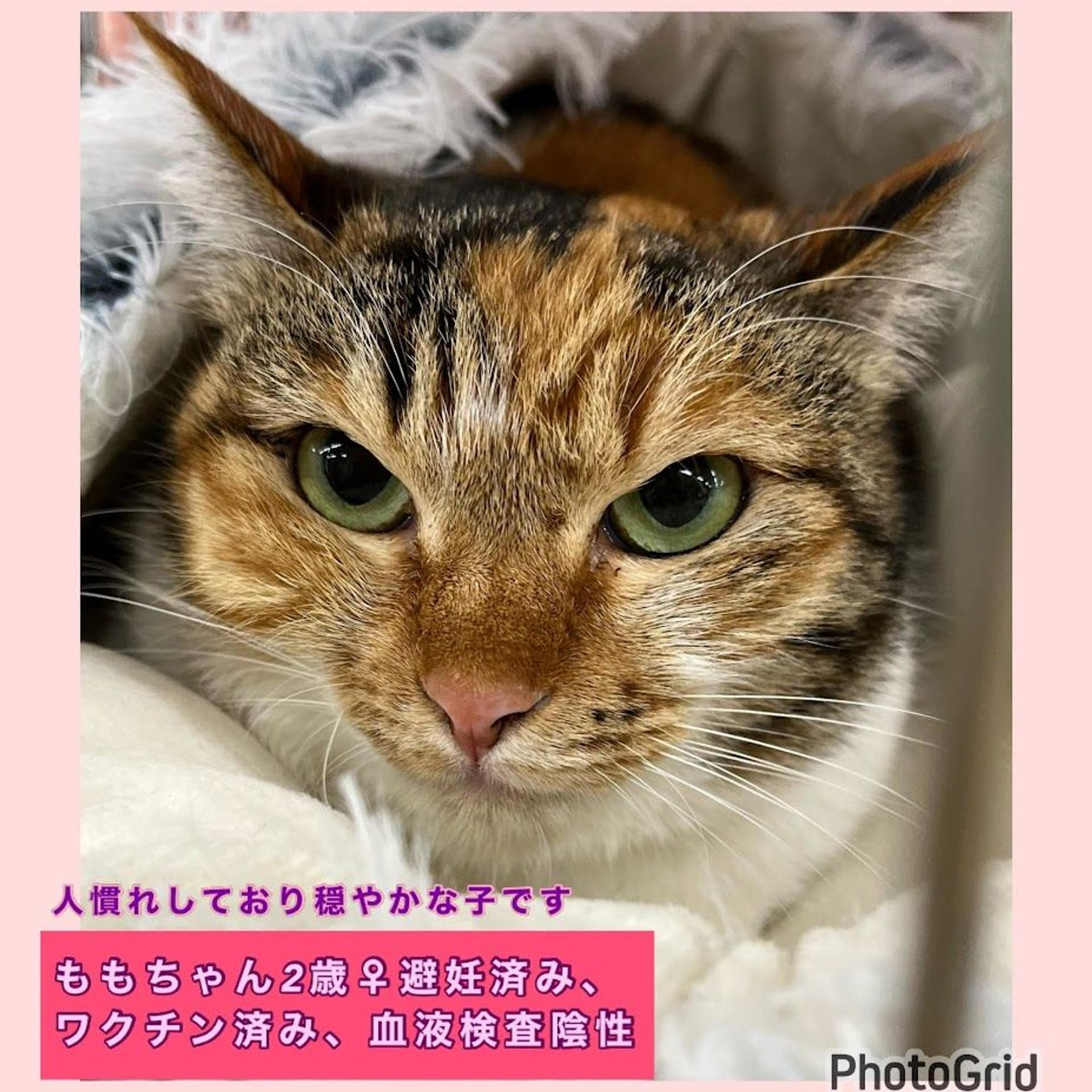 pet-image-2