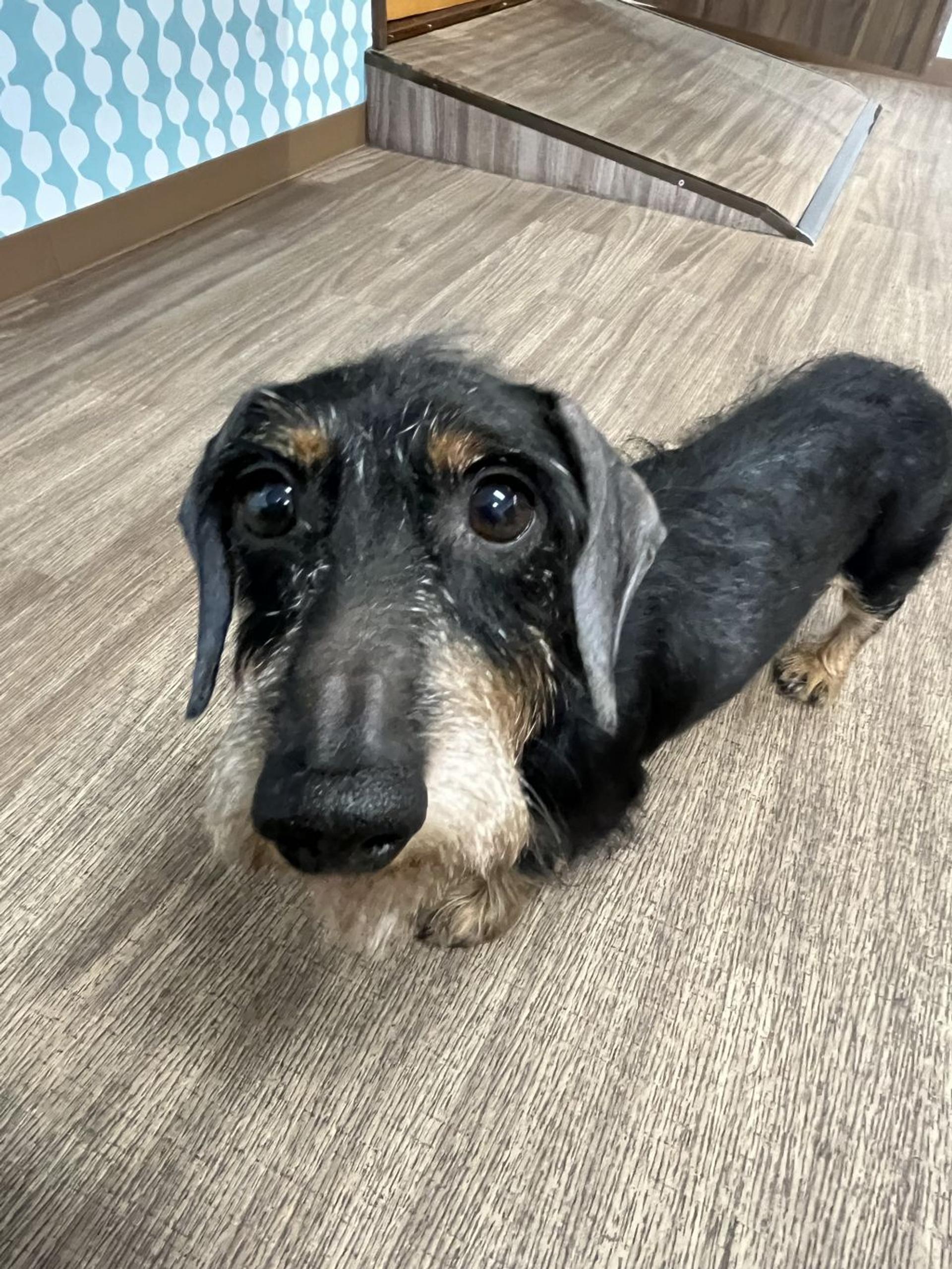 pet-image-2