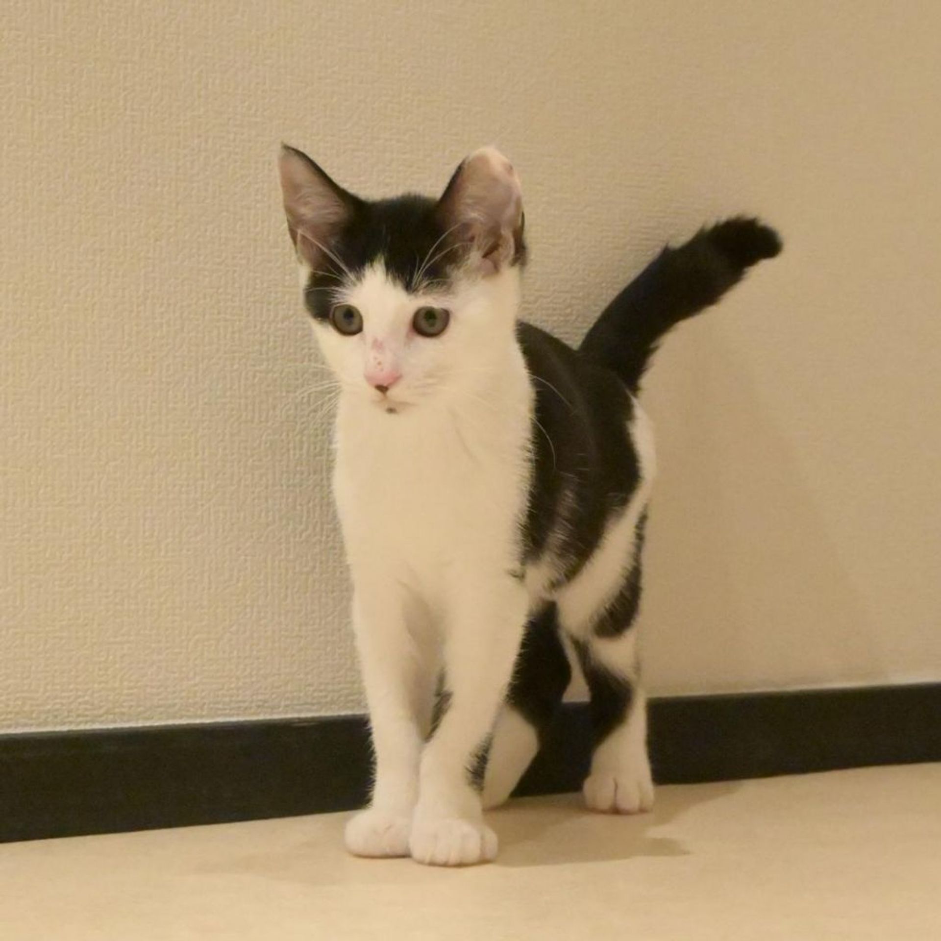 雑種（ミックス猫）・メスの里親募集の写真