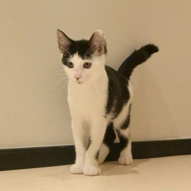 カツラの写真