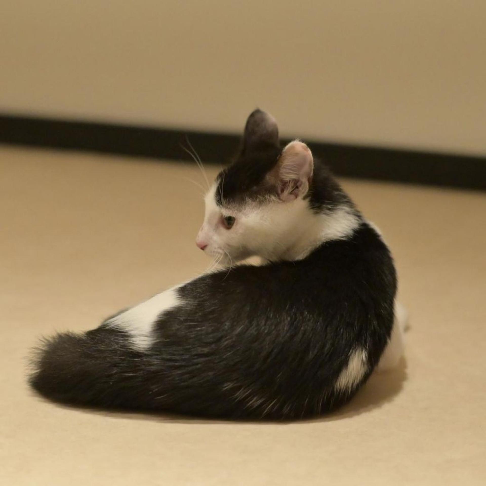 pet-image-4