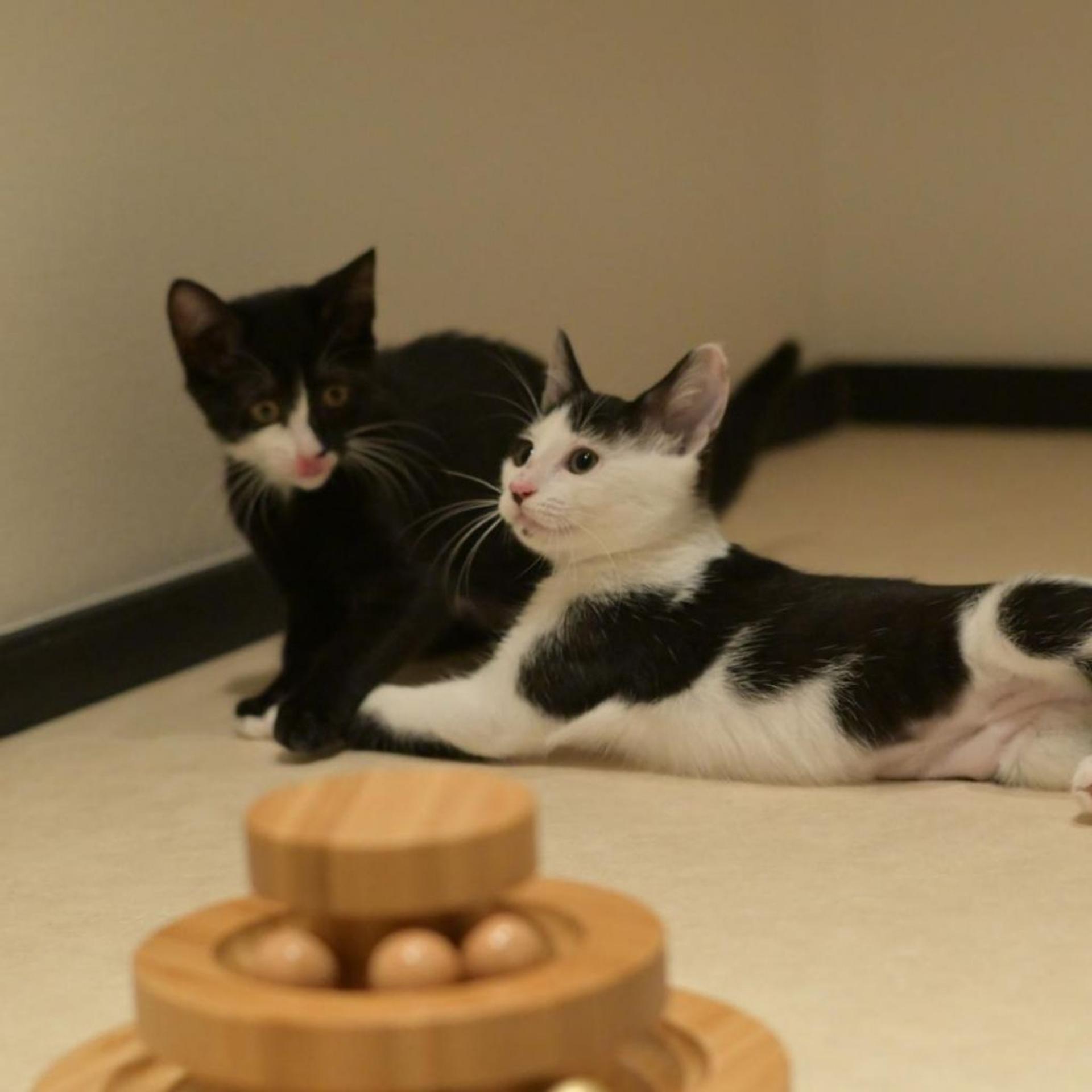 pet-image-6