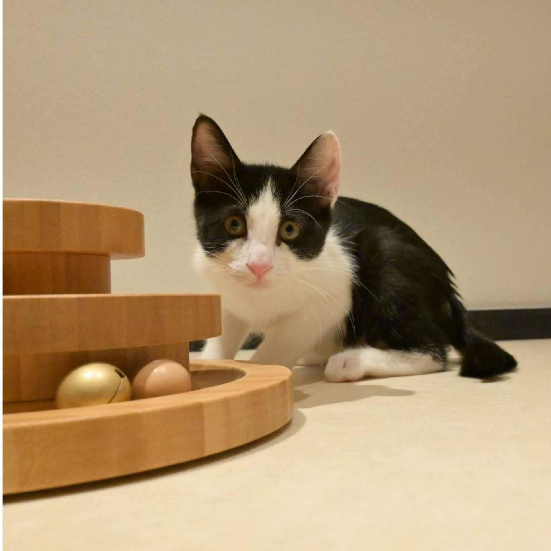 雑種（ミックス猫）・メスの里親募集の写真