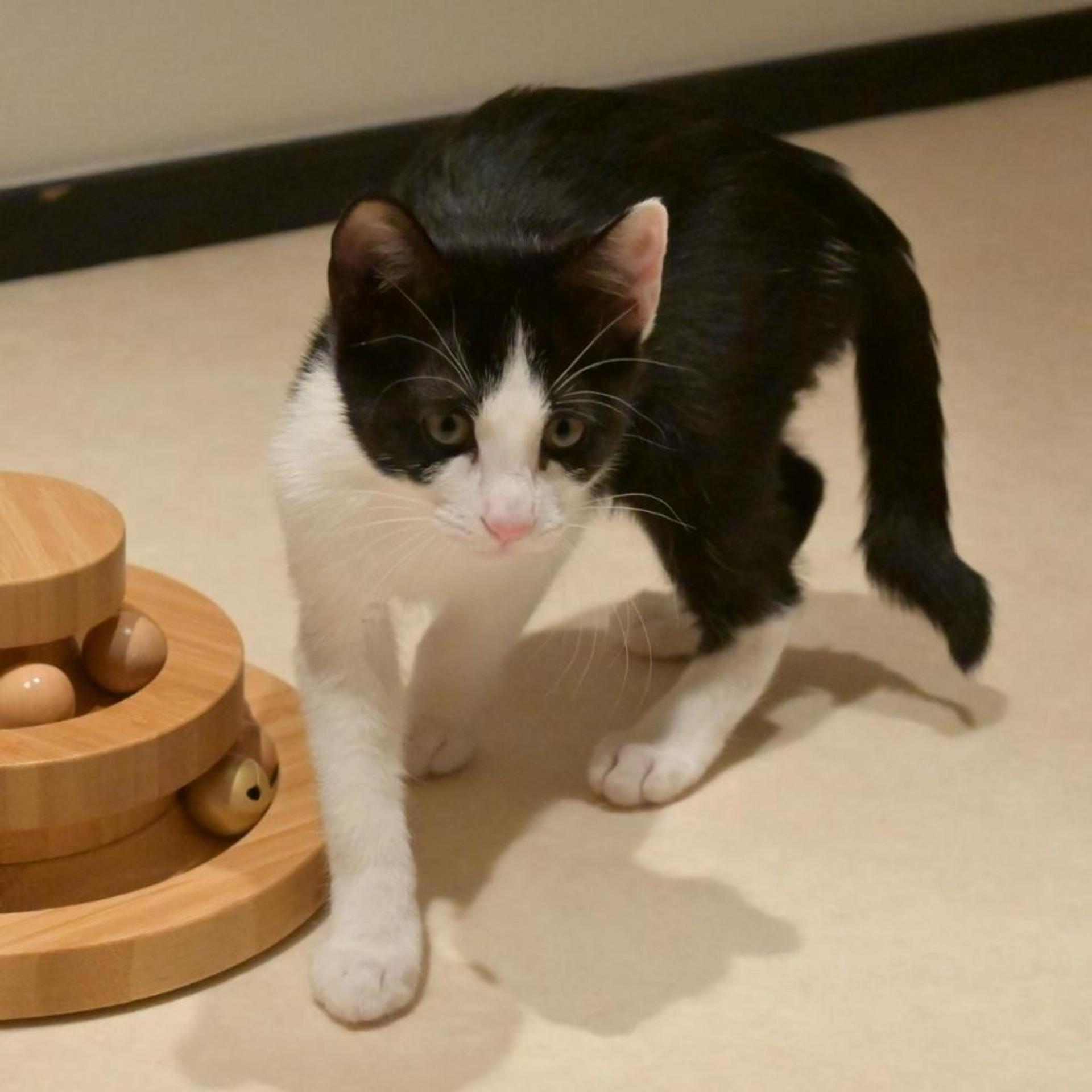pet-image-2