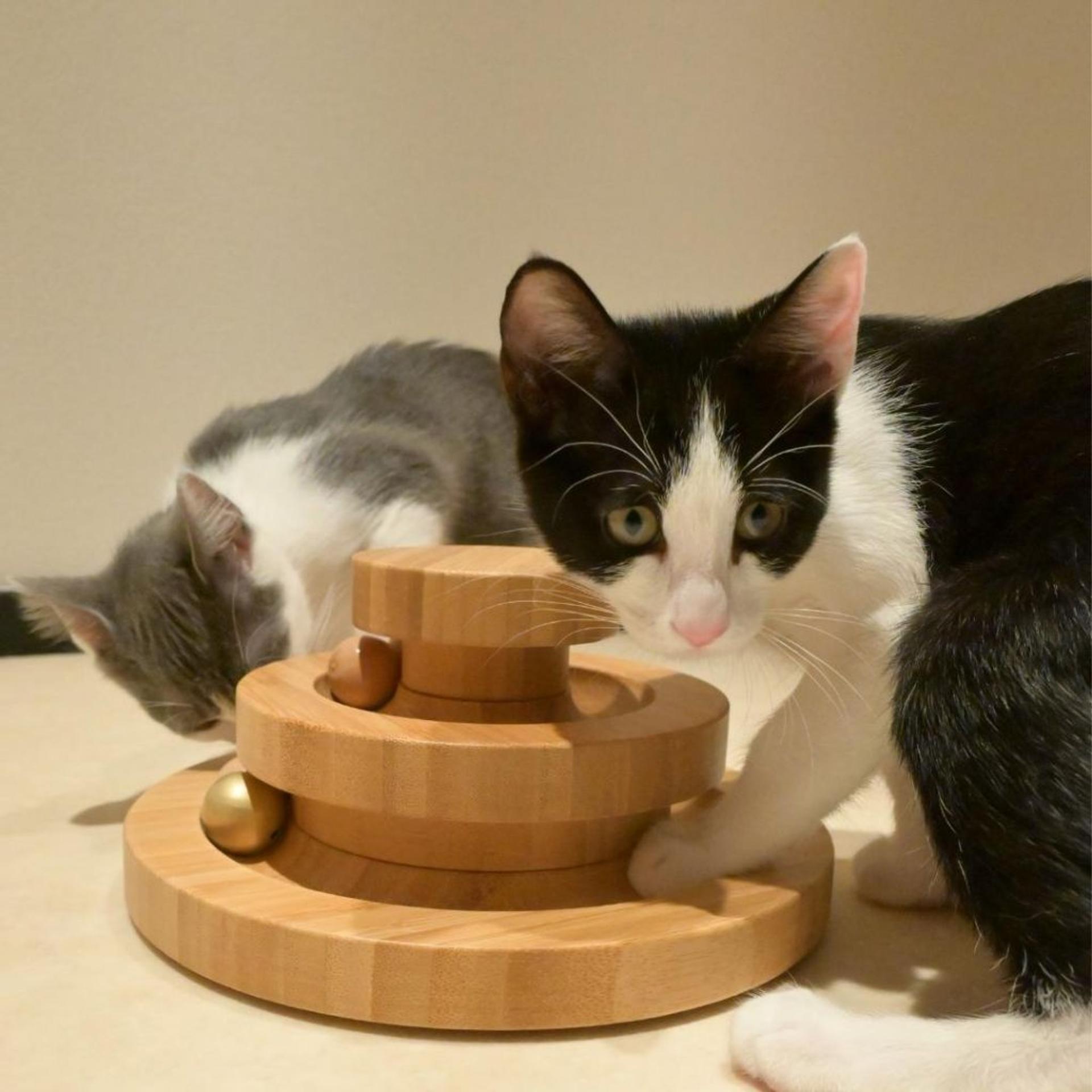 pet-image-5