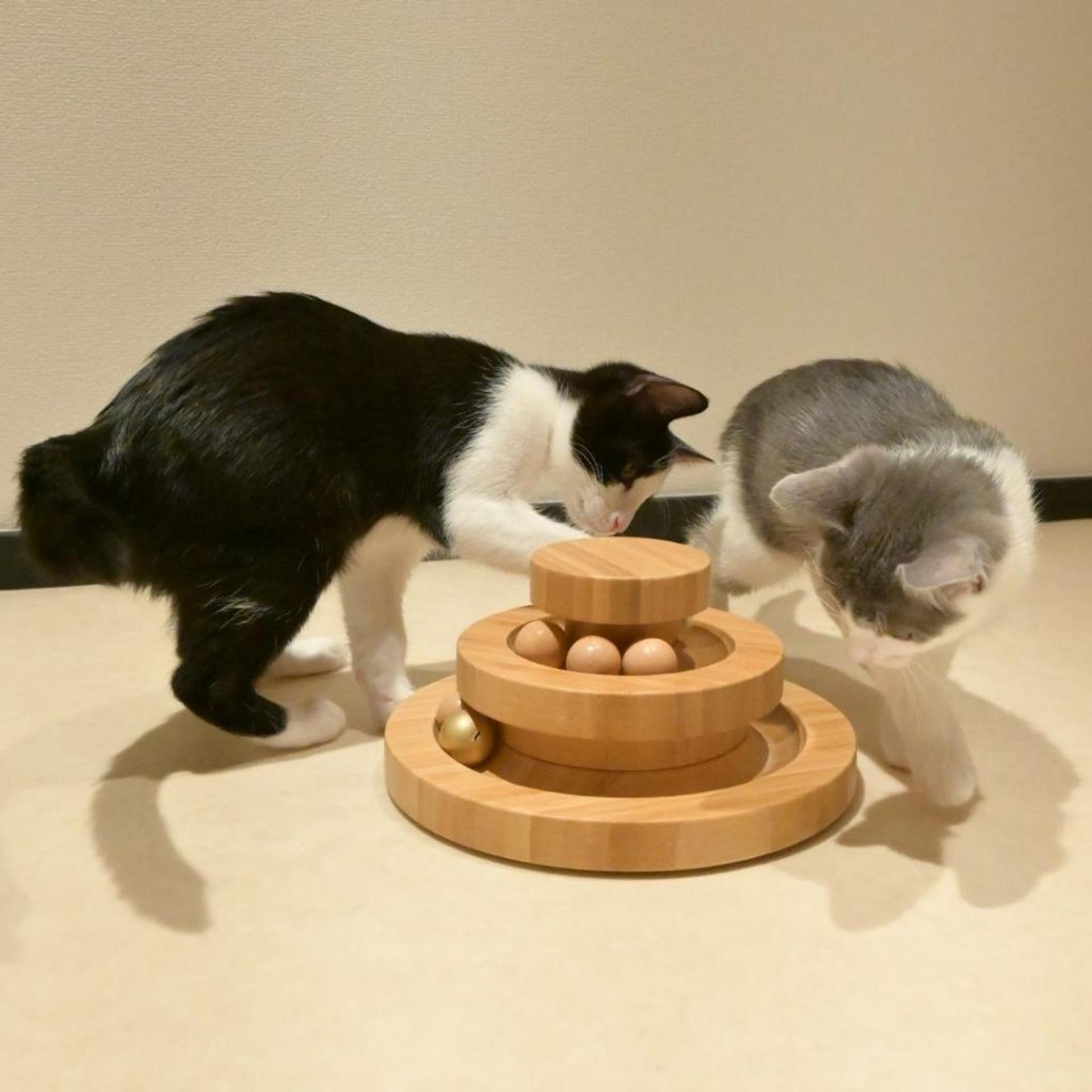 pet-image-6