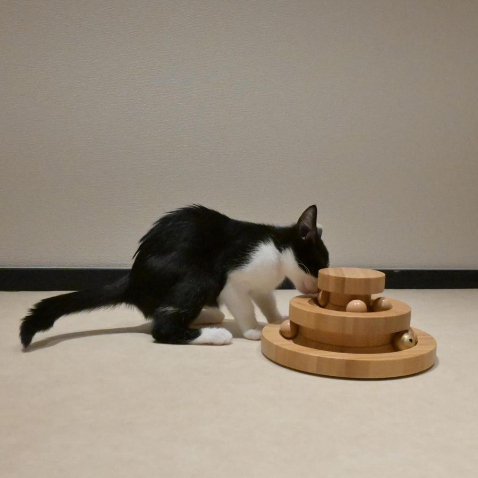 pet-image-7