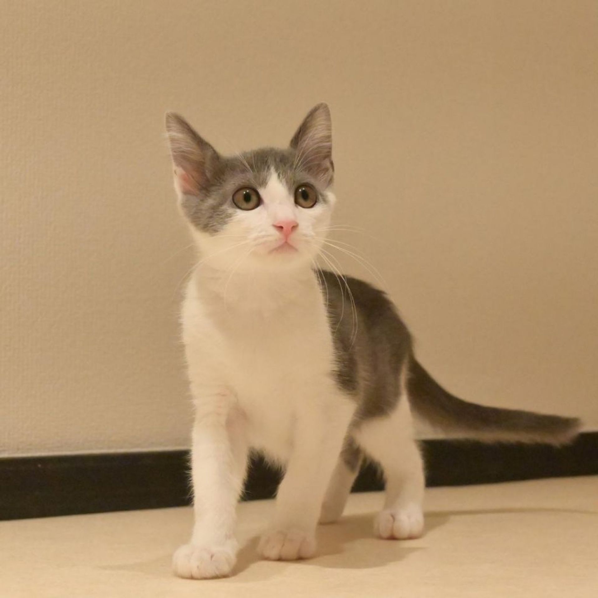 雑種（ミックス猫）・メスの里親募集の写真