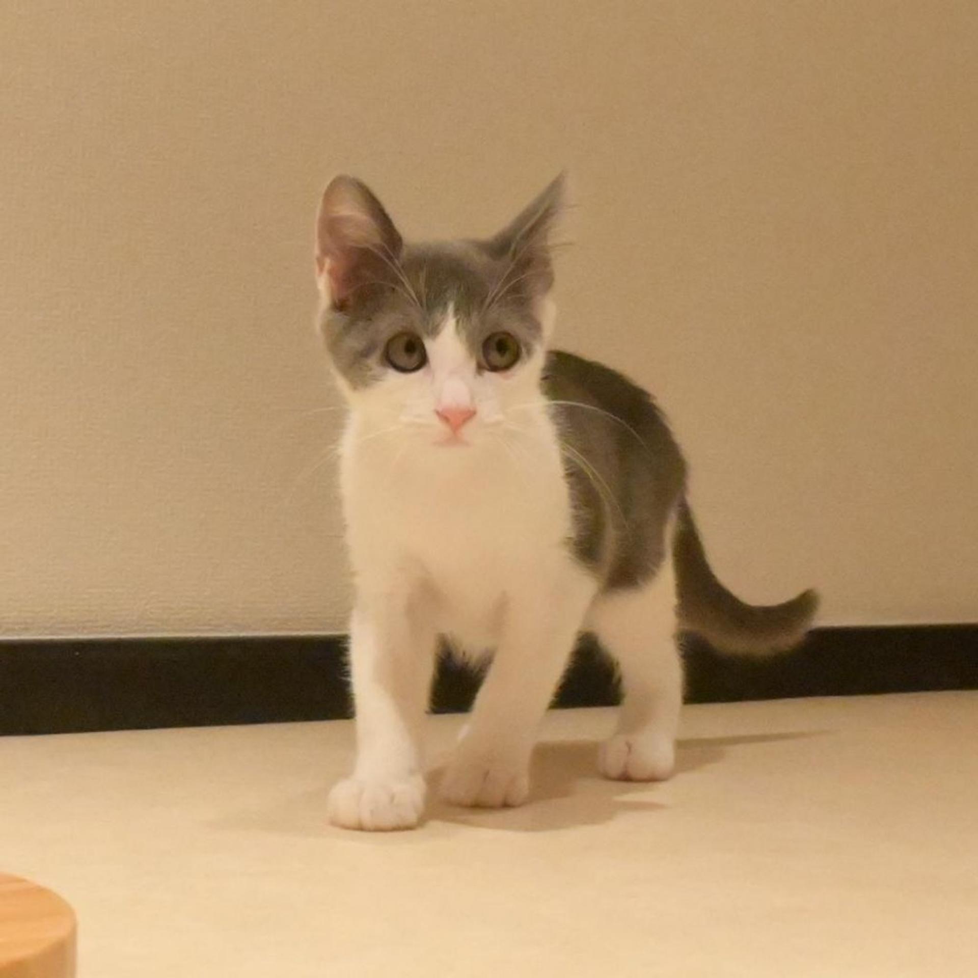pet-image-2