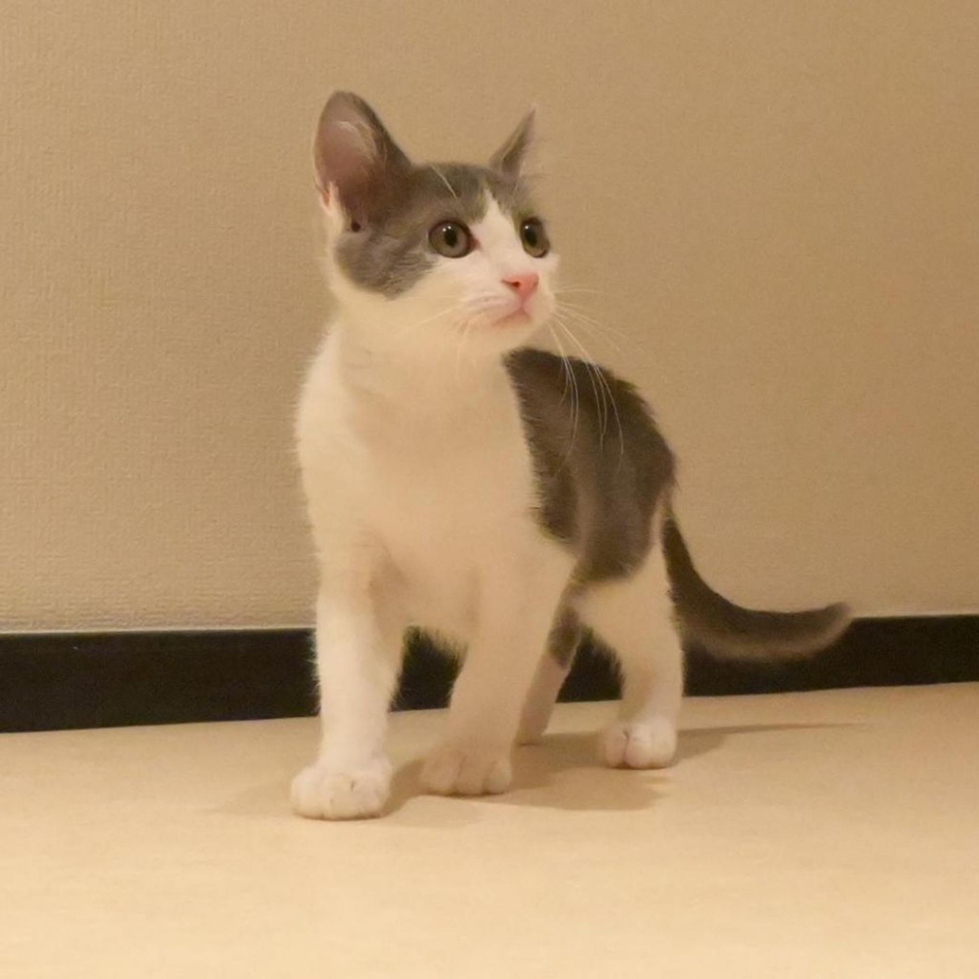 pet-image-4
