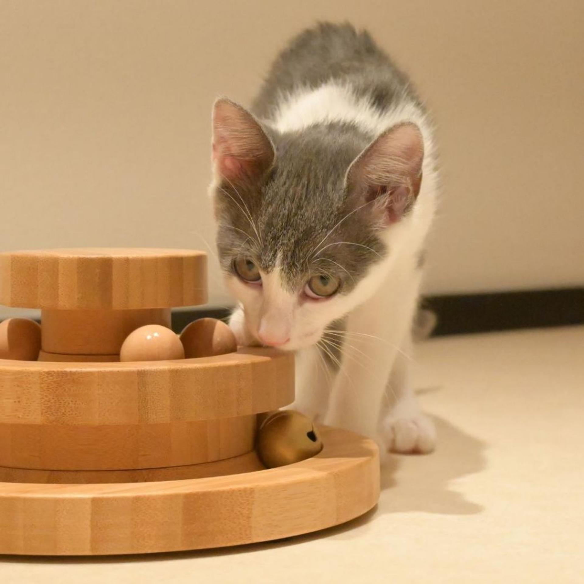 pet-image-7