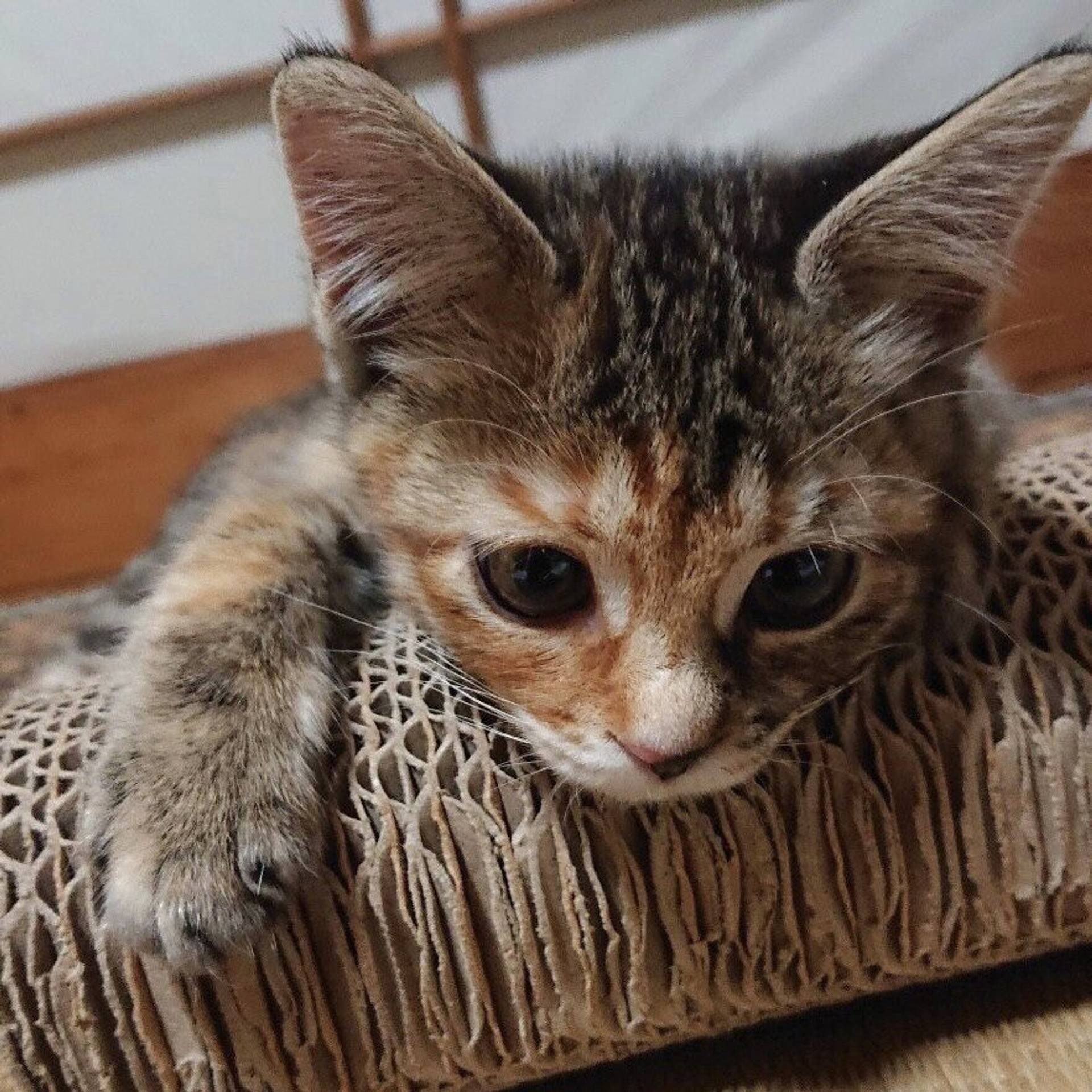 雑種（ミックス猫）・メスの里親募集の写真