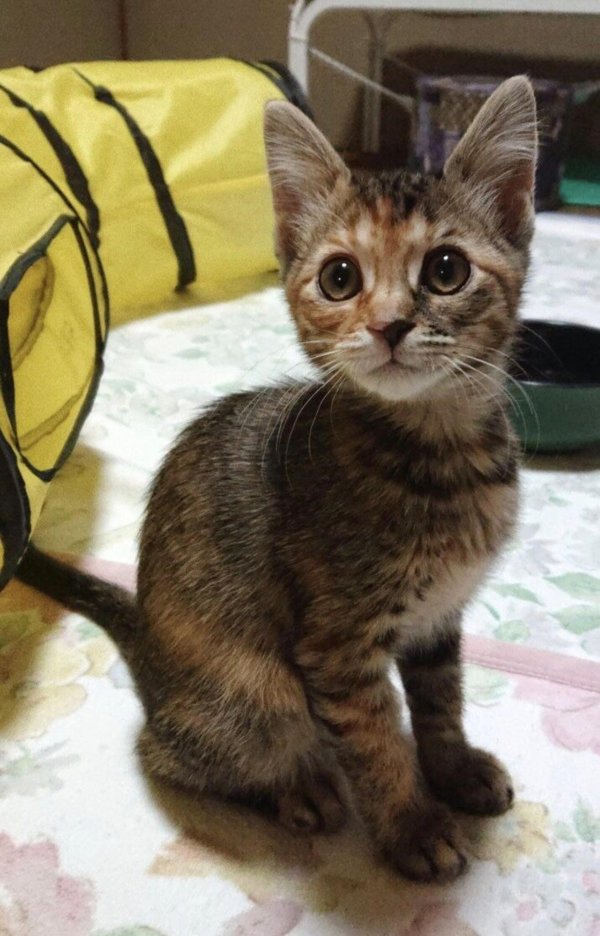 pet-image-2