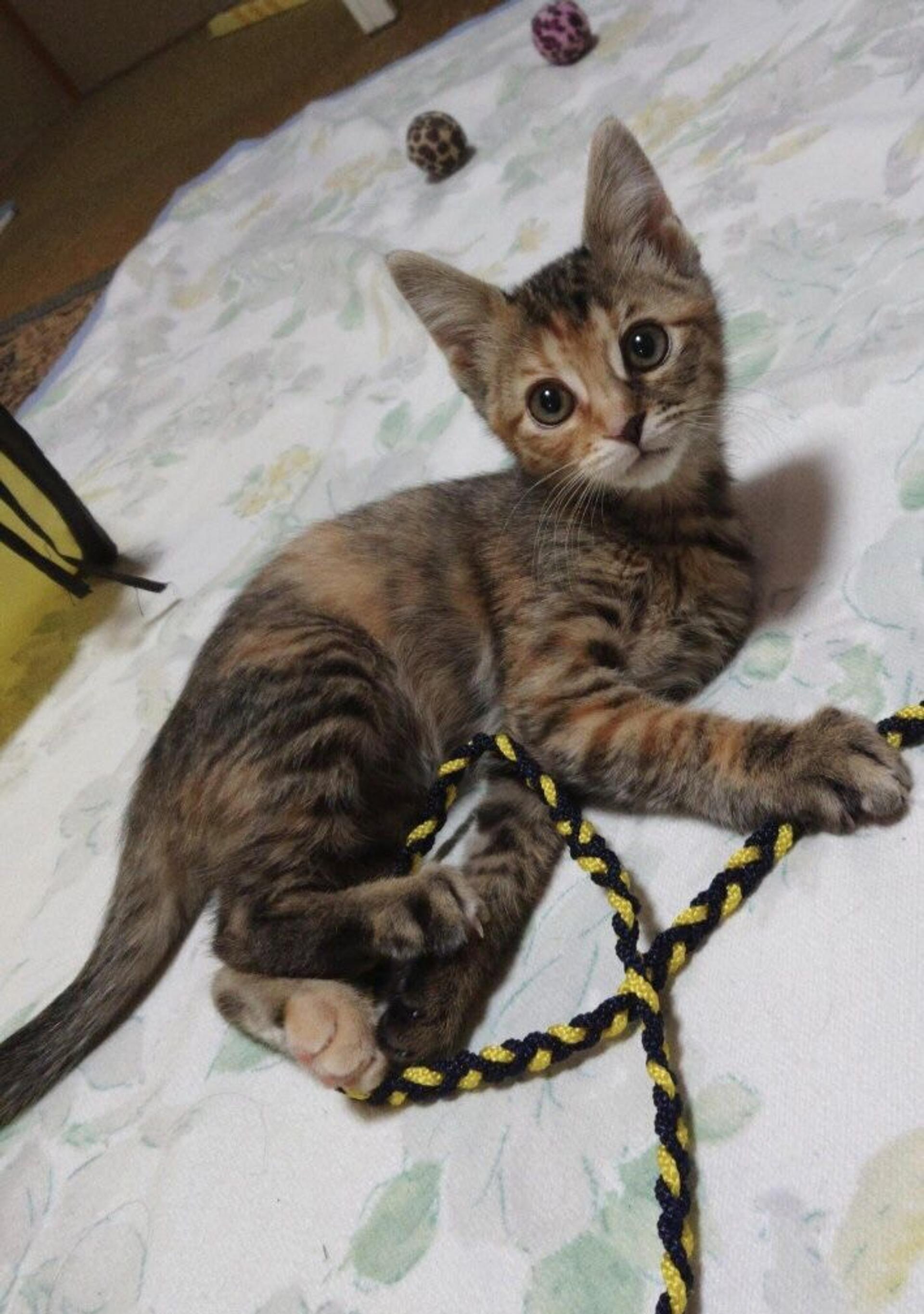 pet-image-7