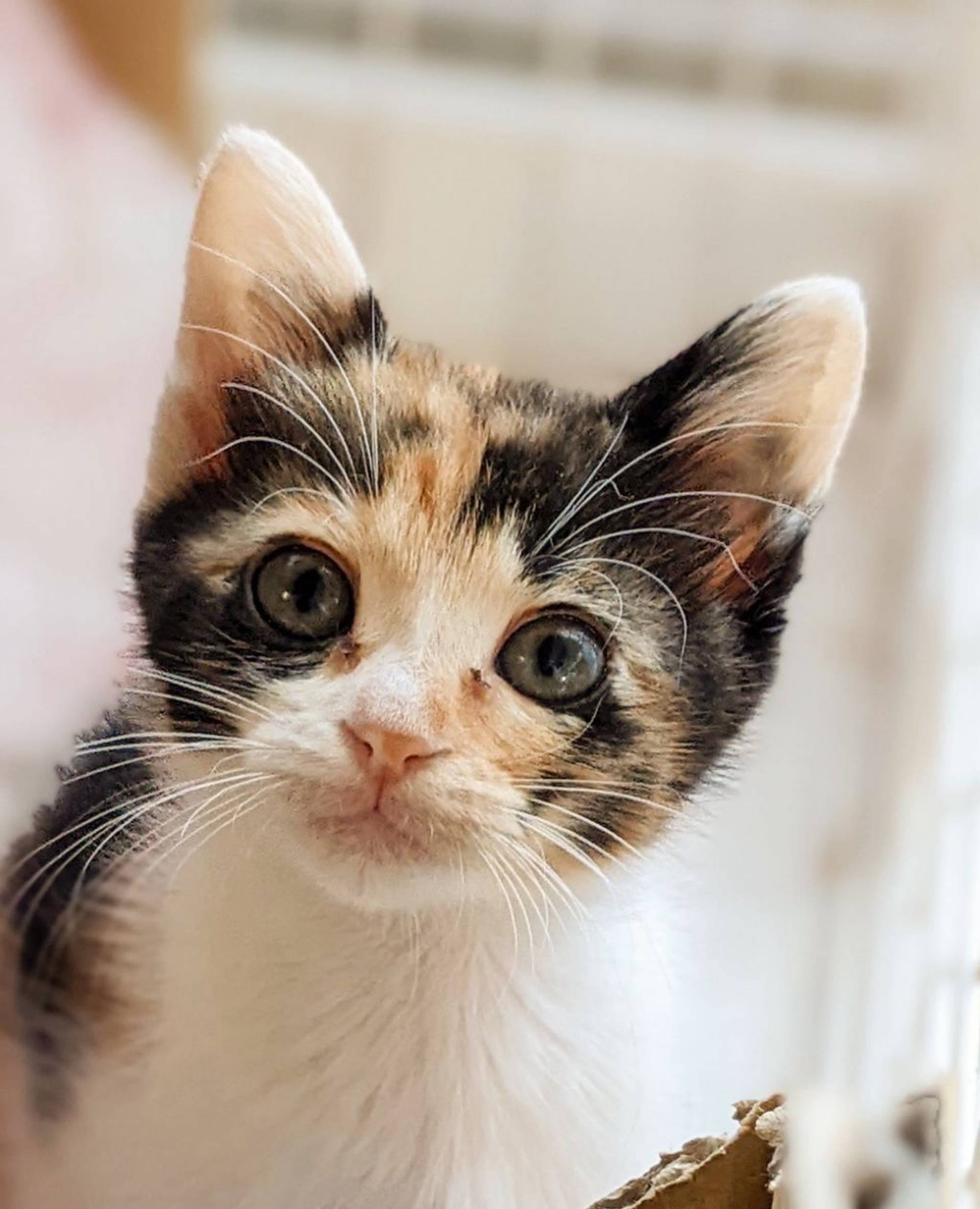 雑種（ミックス猫）・メスの里親募集の写真