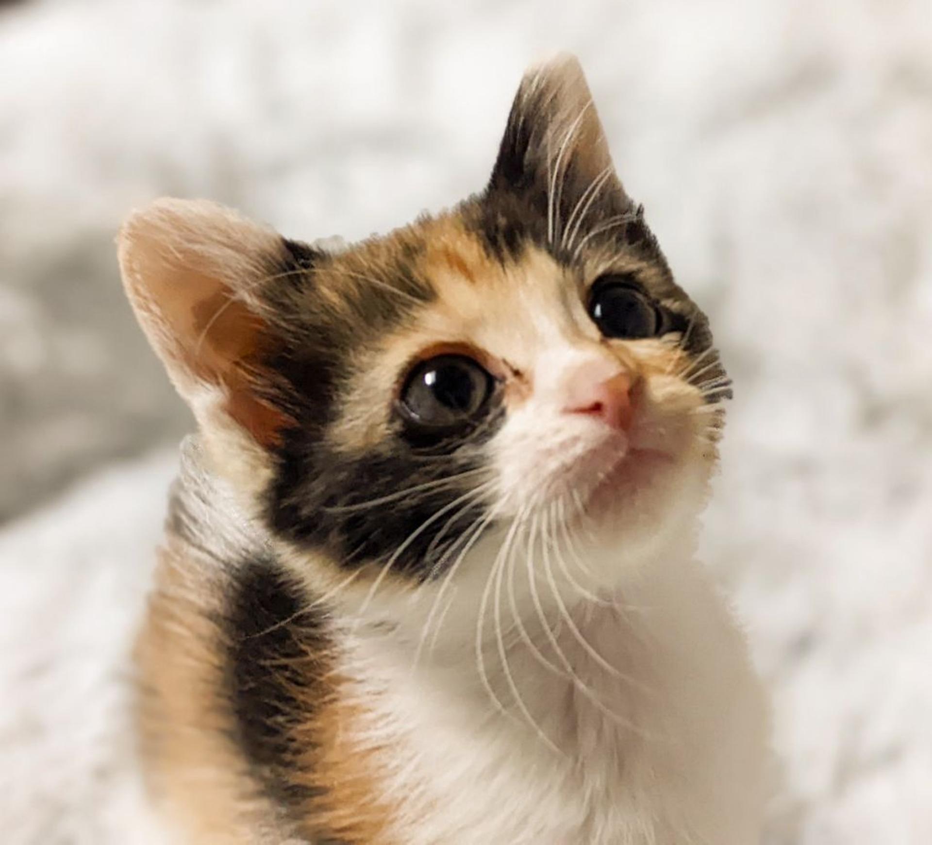 pet-image-3