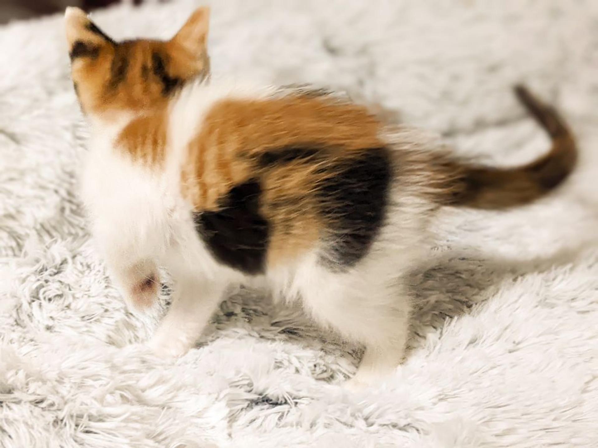 pet-image-5