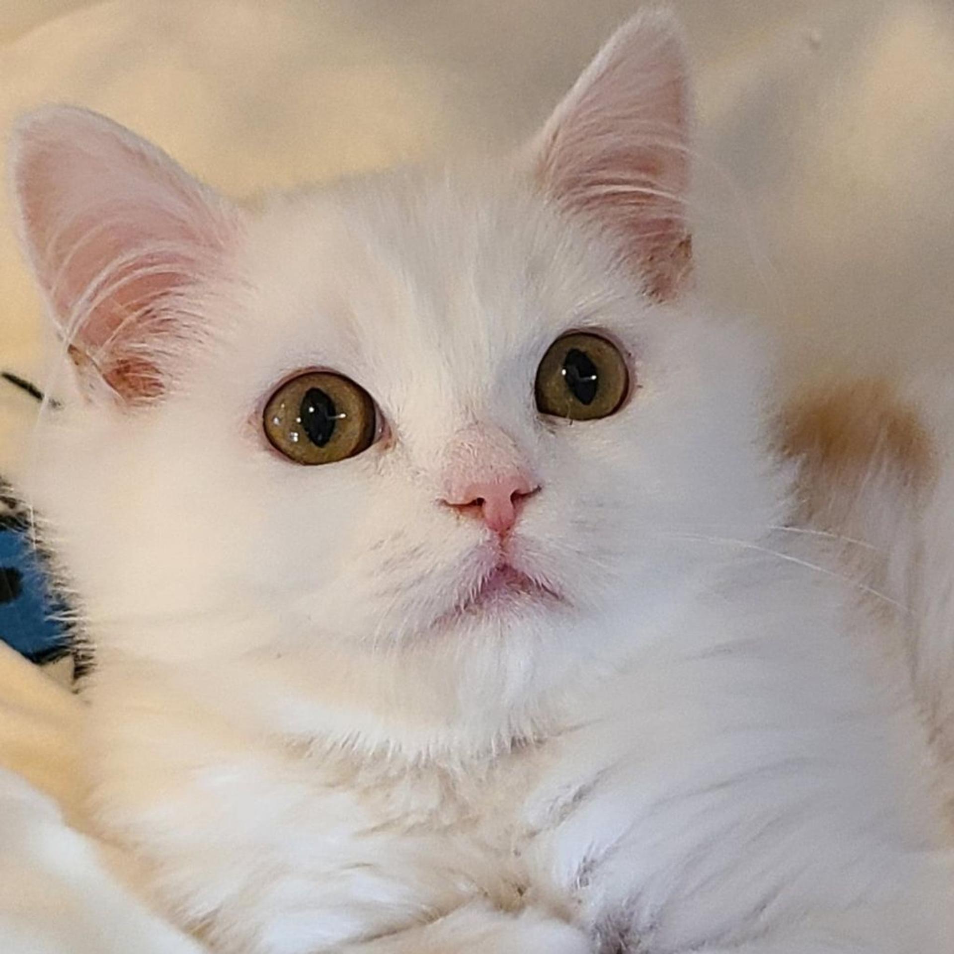 pet-image-3
