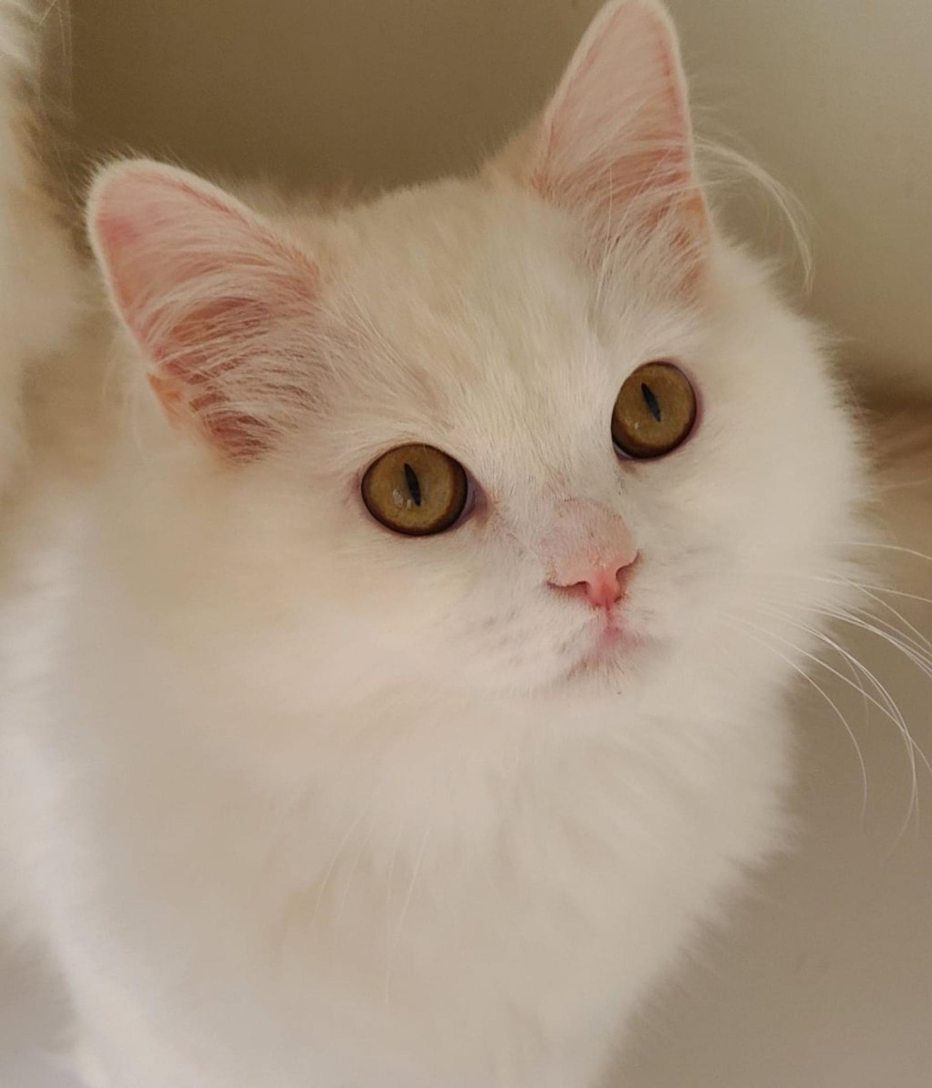 pet-image-4