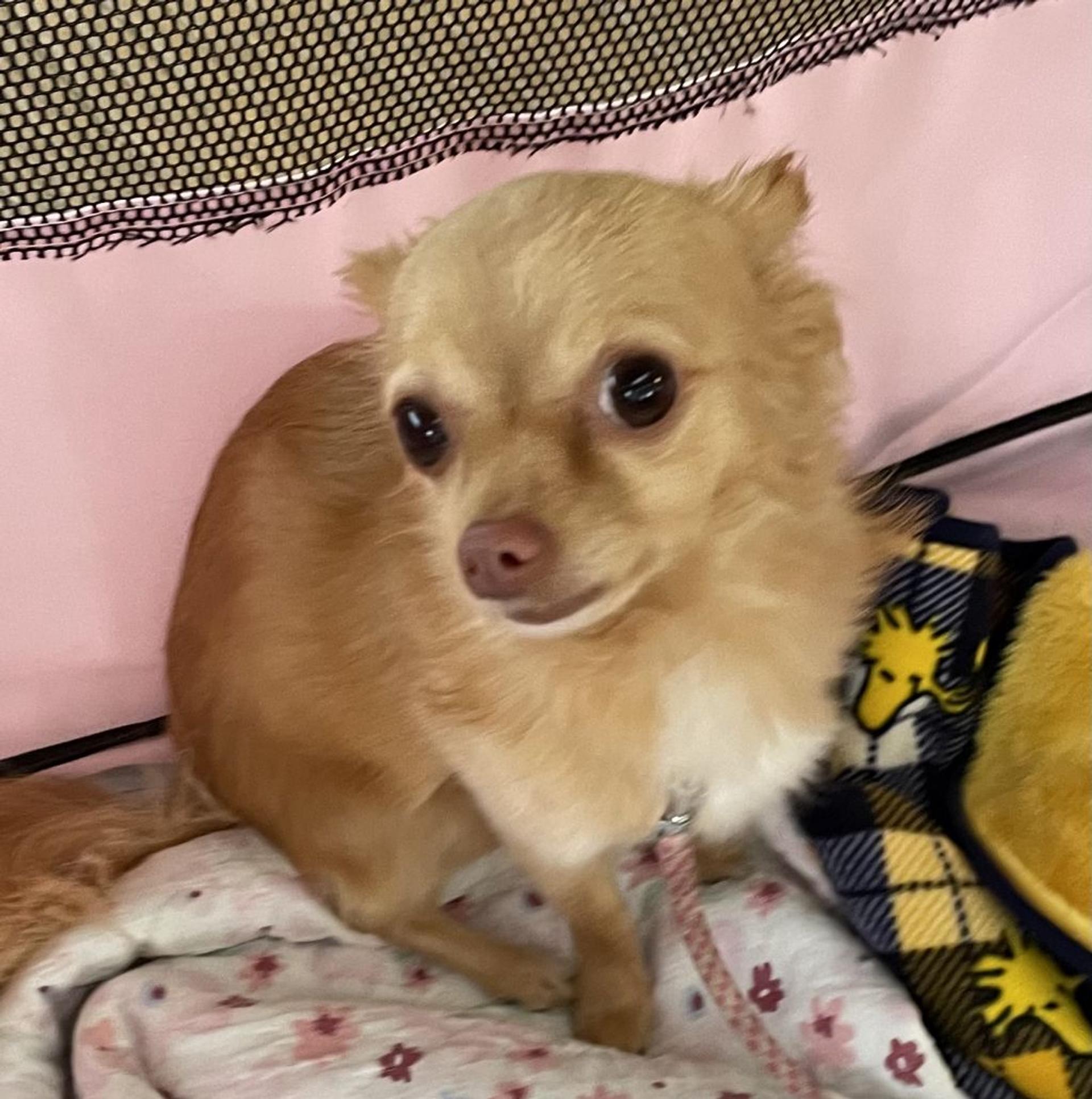 pet-image-2