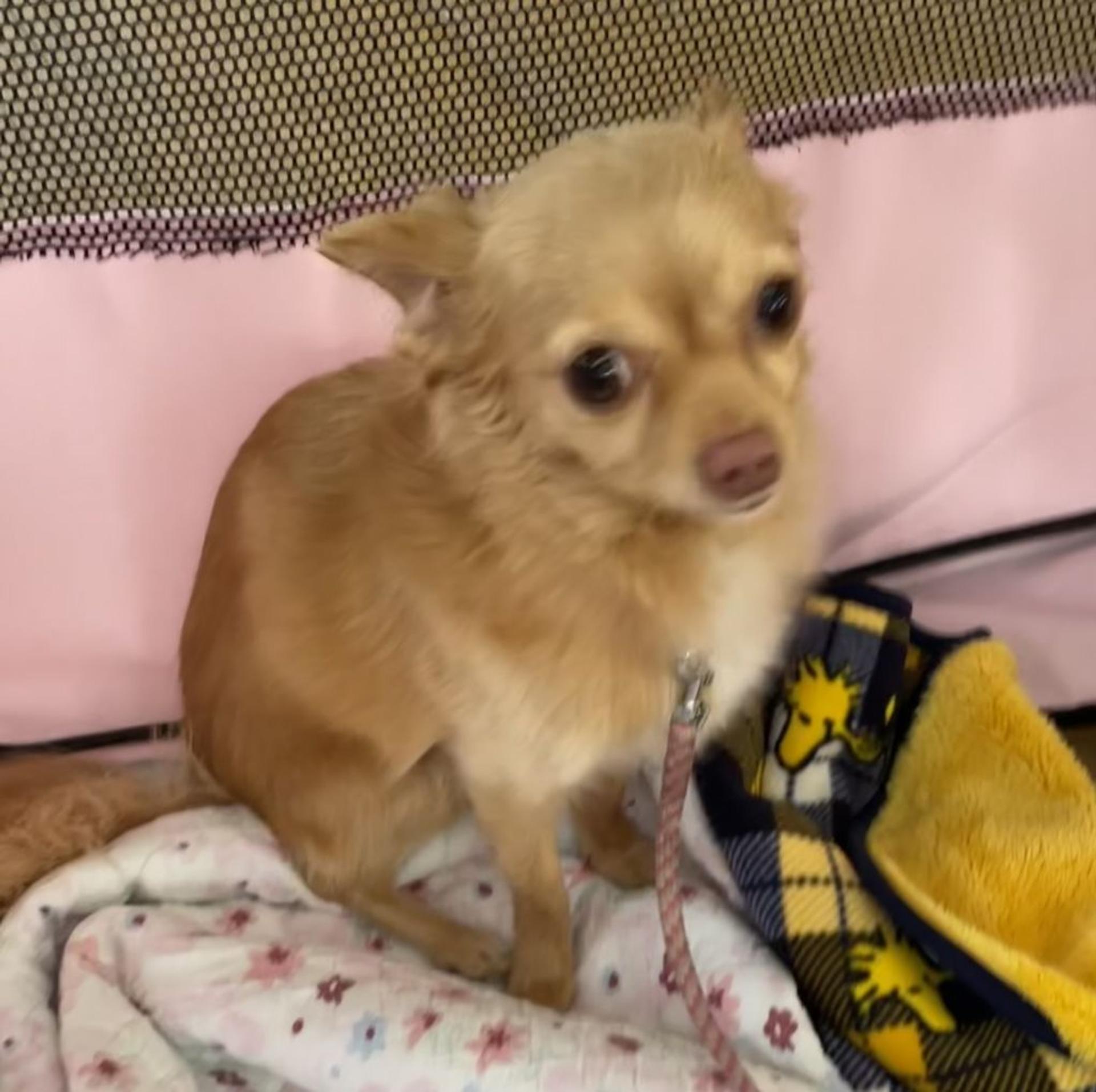 pet-image-4