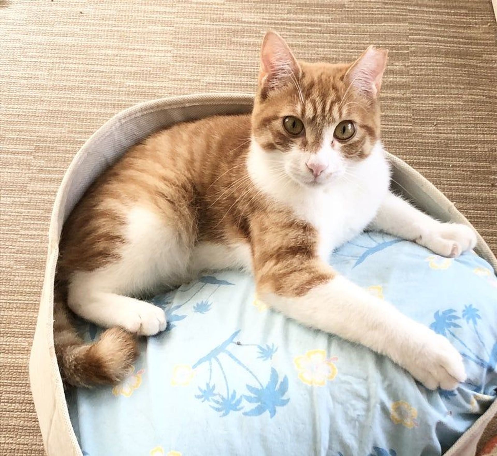 雑種（ミックス猫）・オスの里親募集の写真