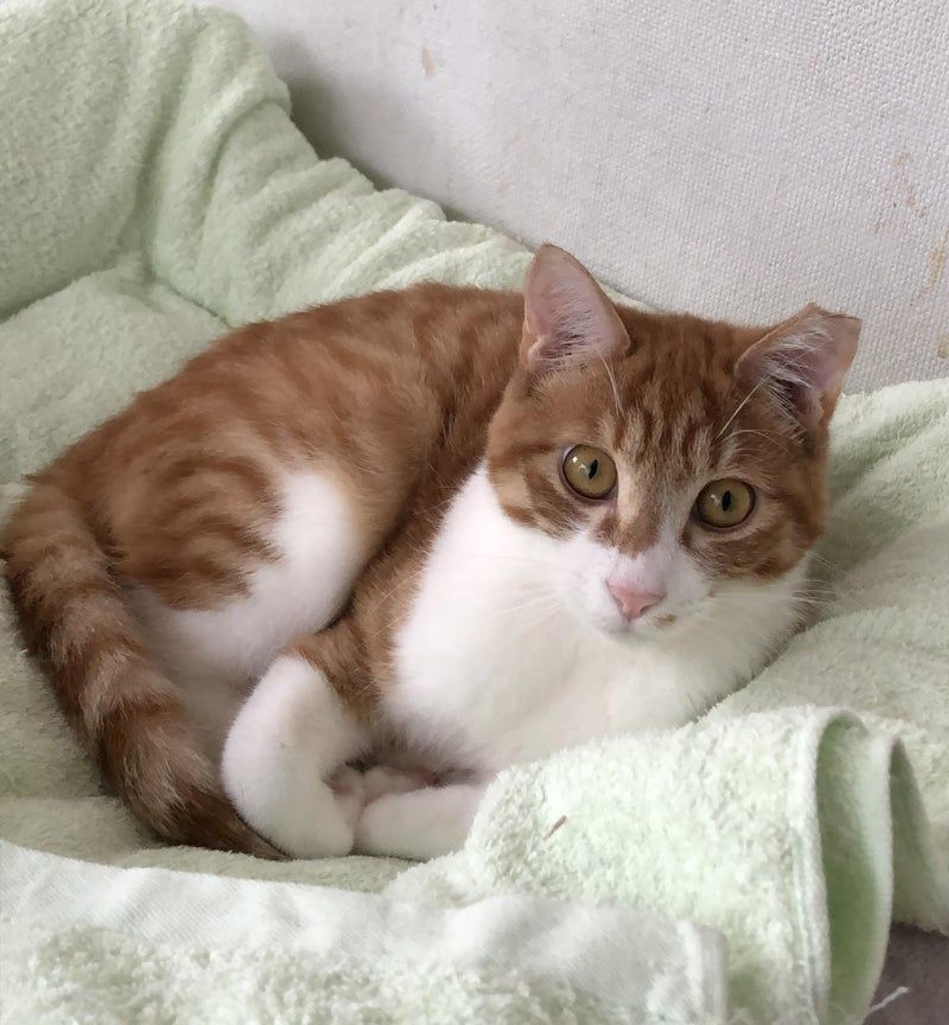 pet-image-2