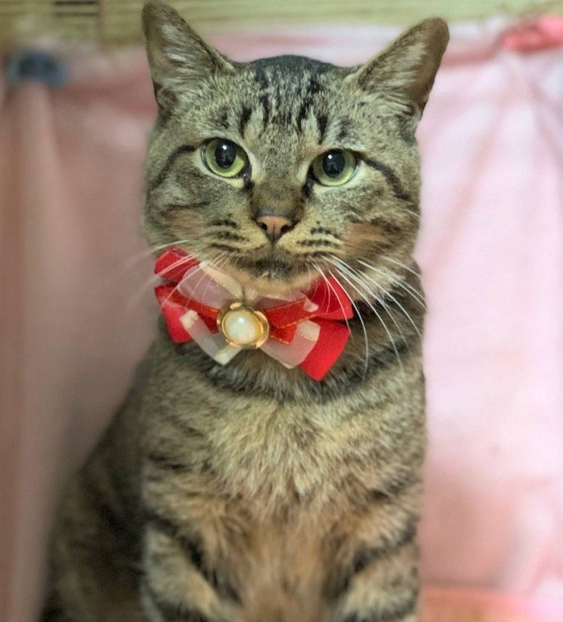 雑種（ミックス猫）・オスの里親募集の写真