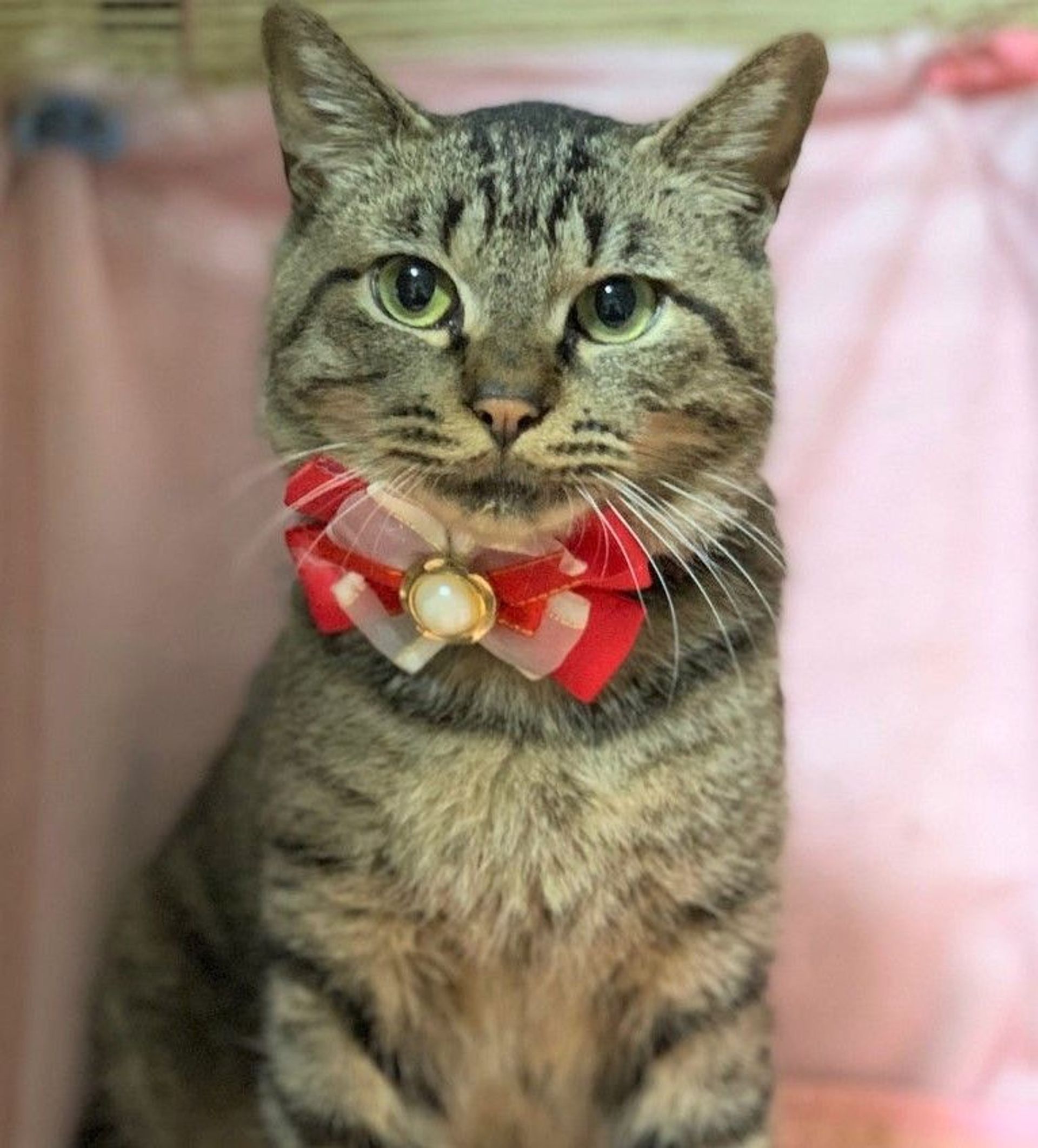 雑種（ミックス猫）・オスの里親募集の写真