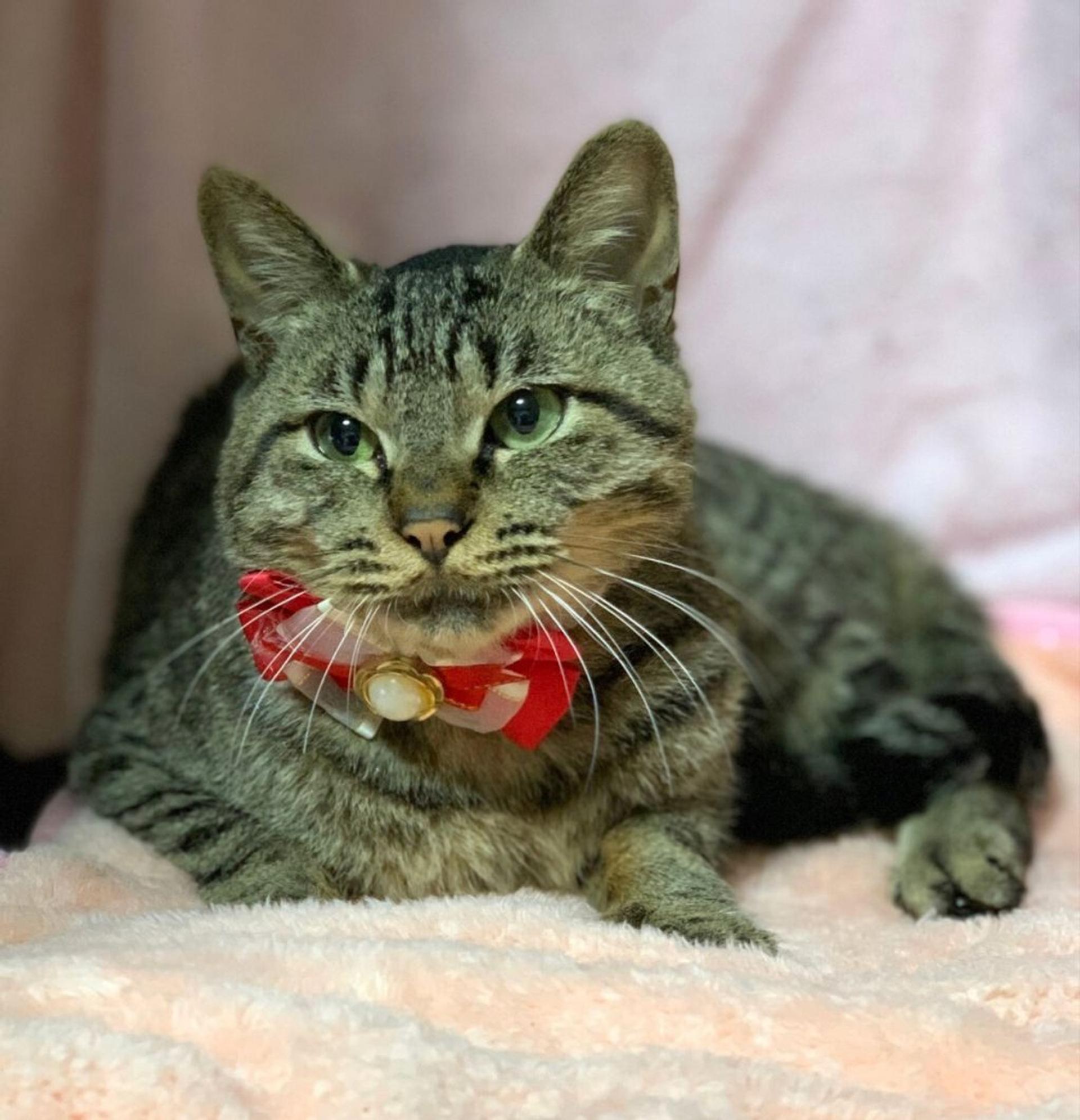 pet-image-2