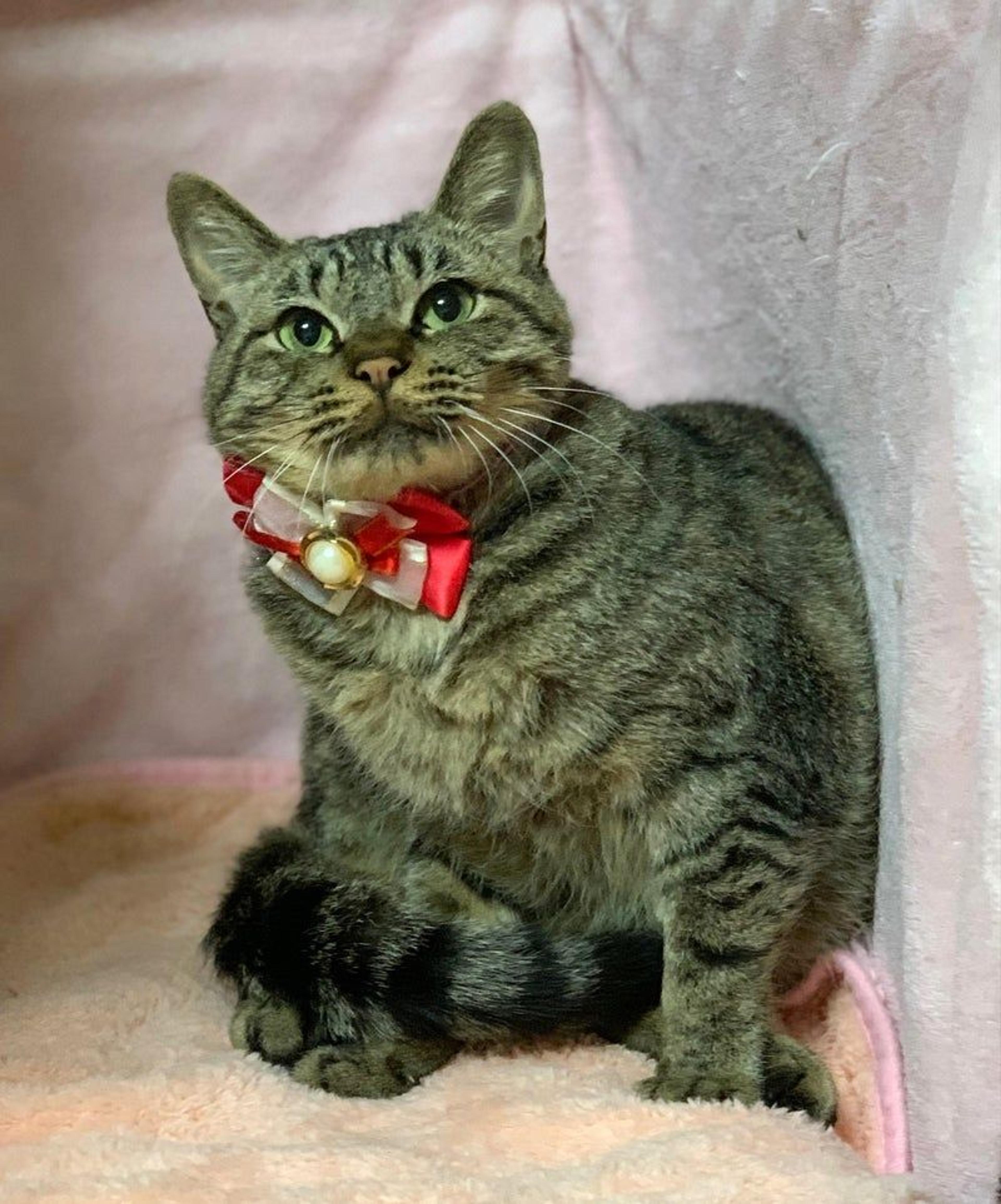 pet-image-3