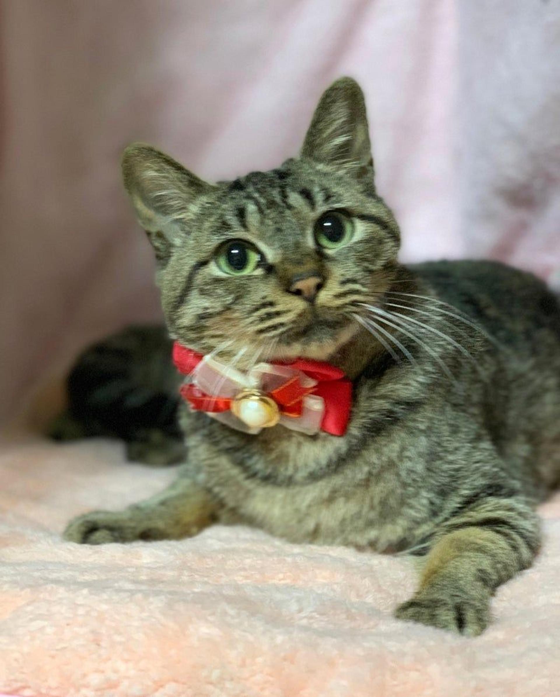 pet-image-4