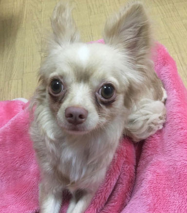 ポップの写真