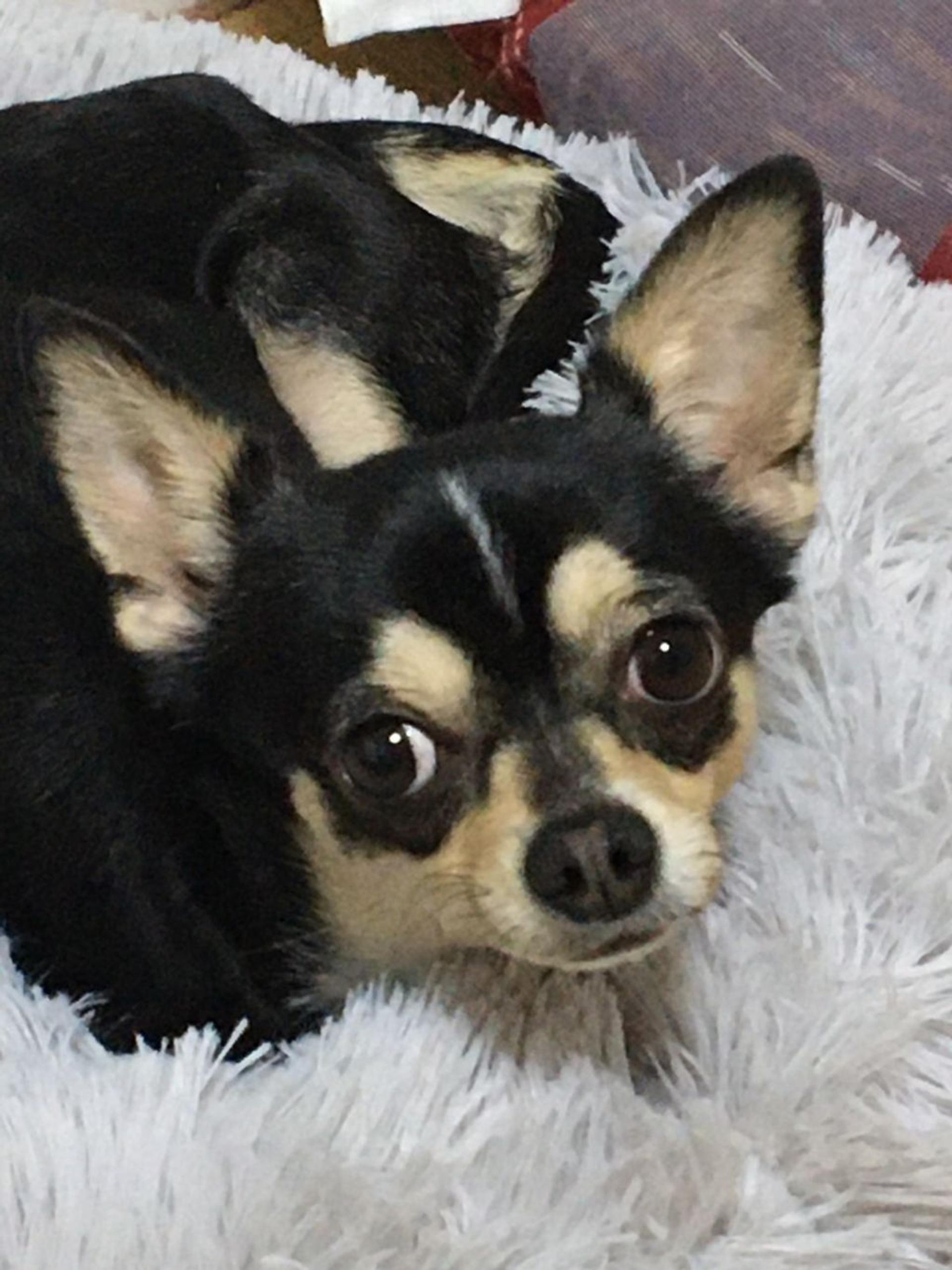 pet-image-2