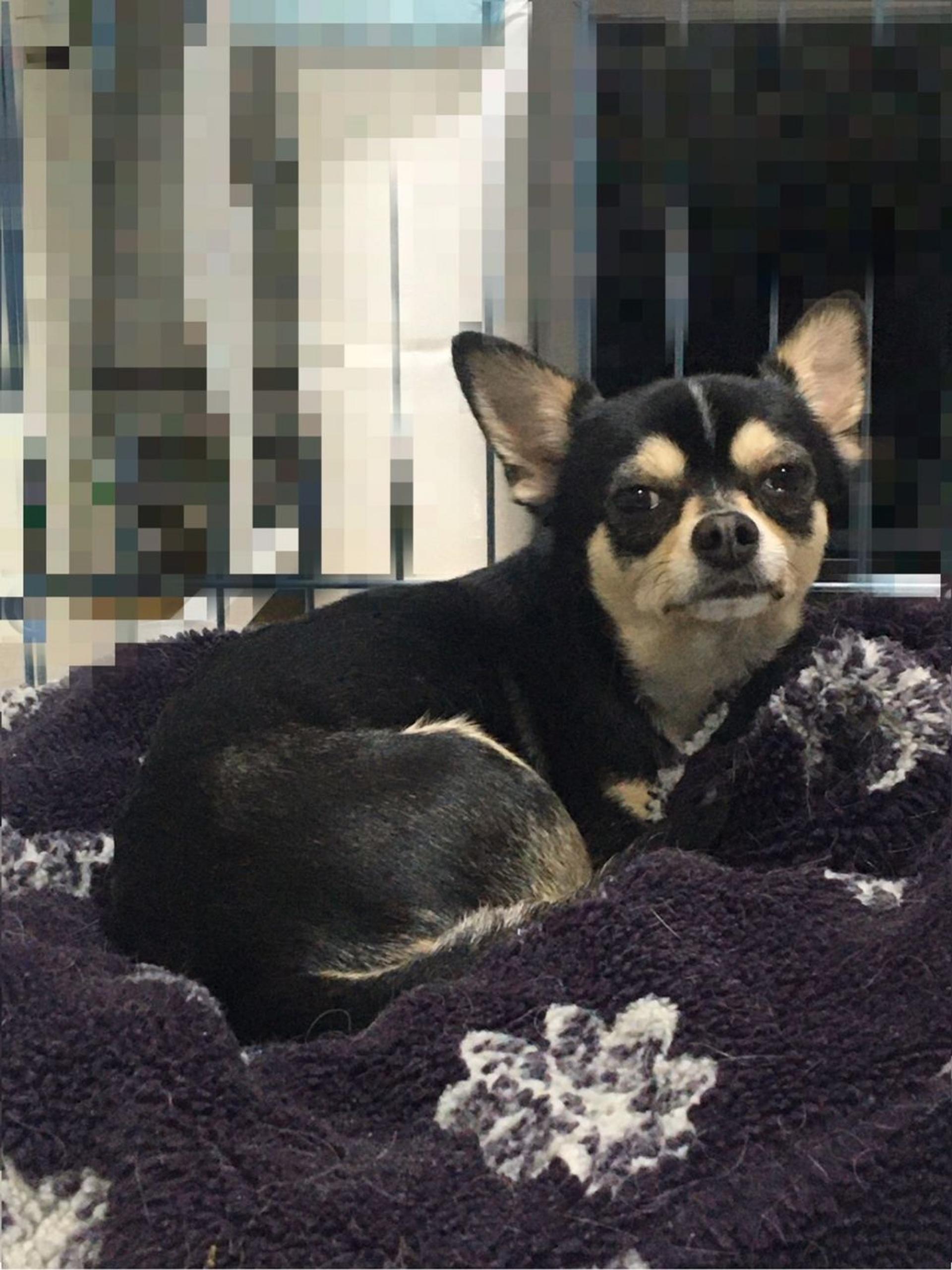 pet-image-3