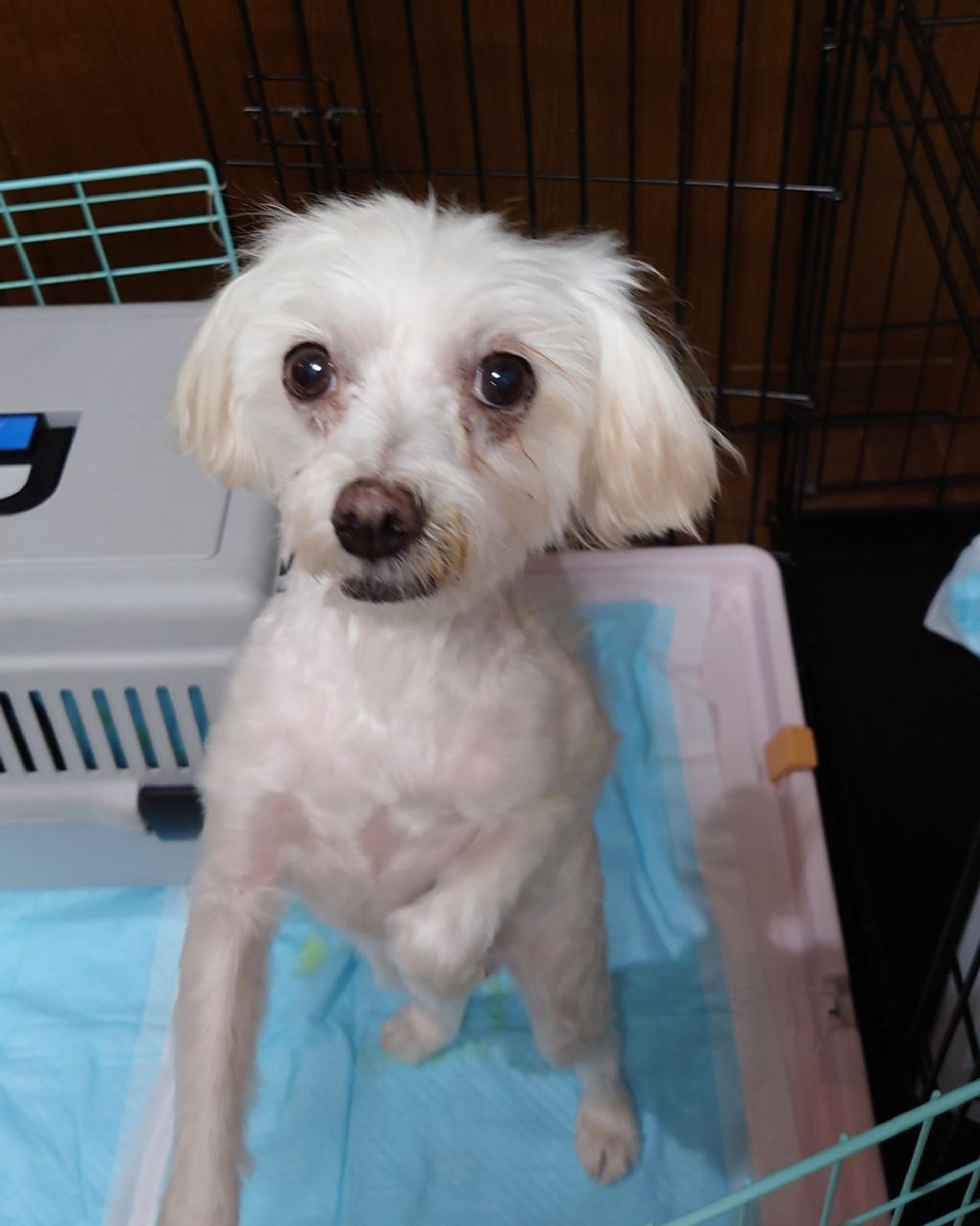 pet-image-2
