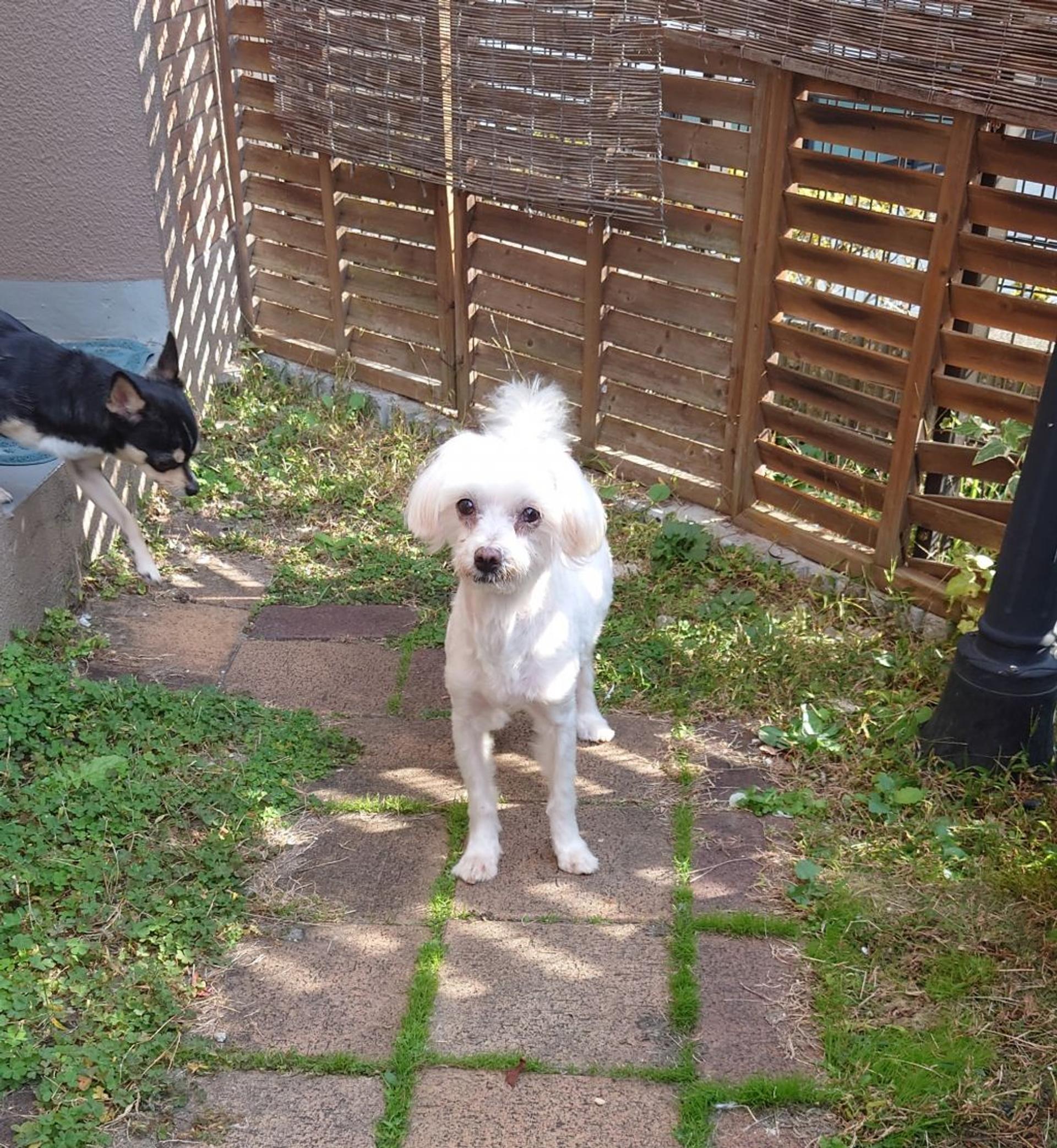 pet-image-3