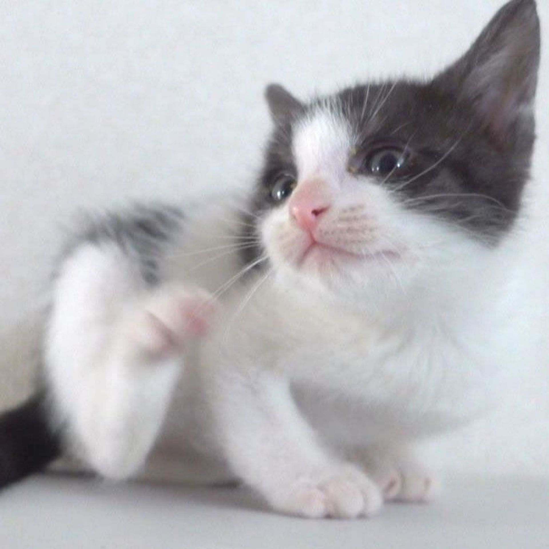 雑種（ミックス猫）・メスの里親募集の写真