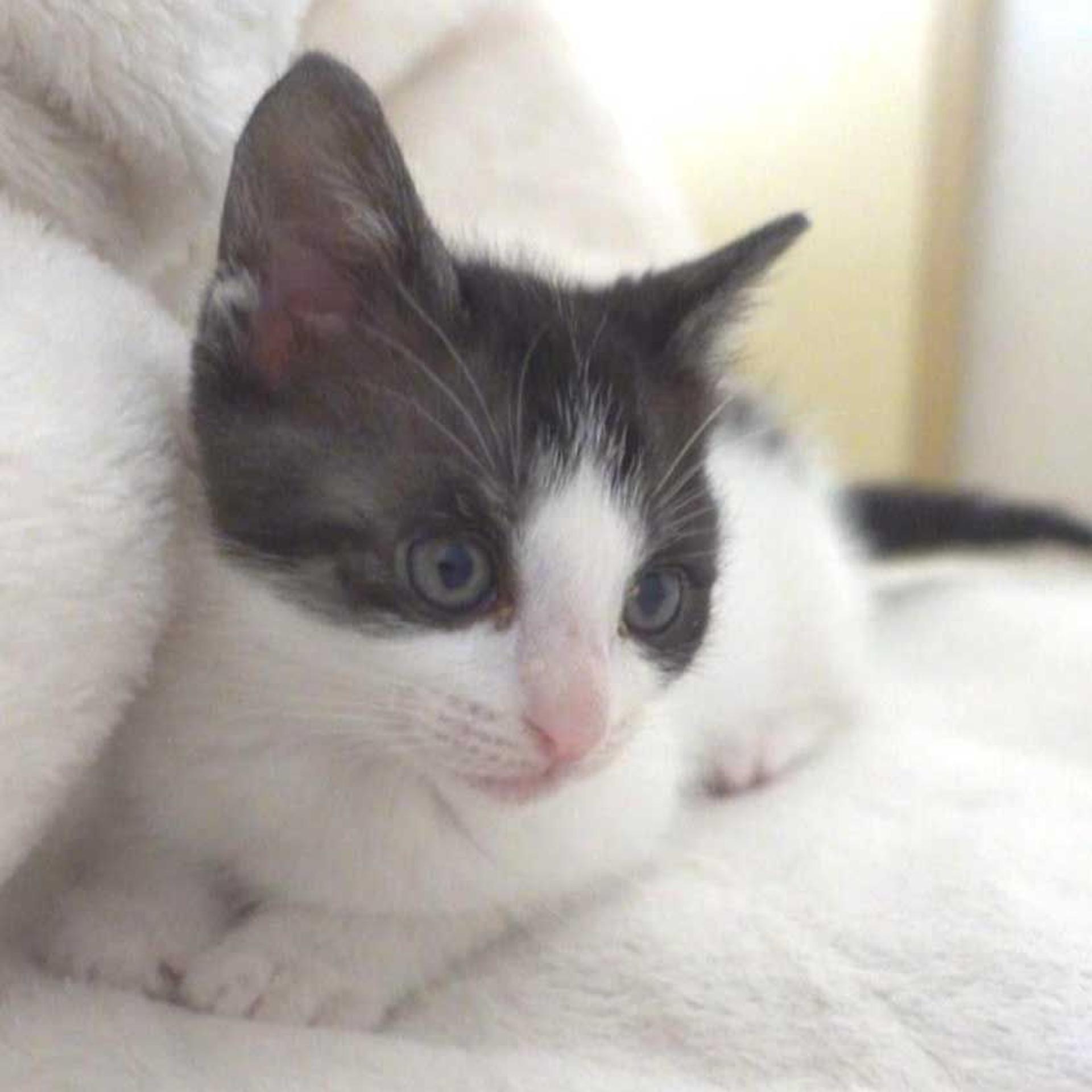 pet-image-2