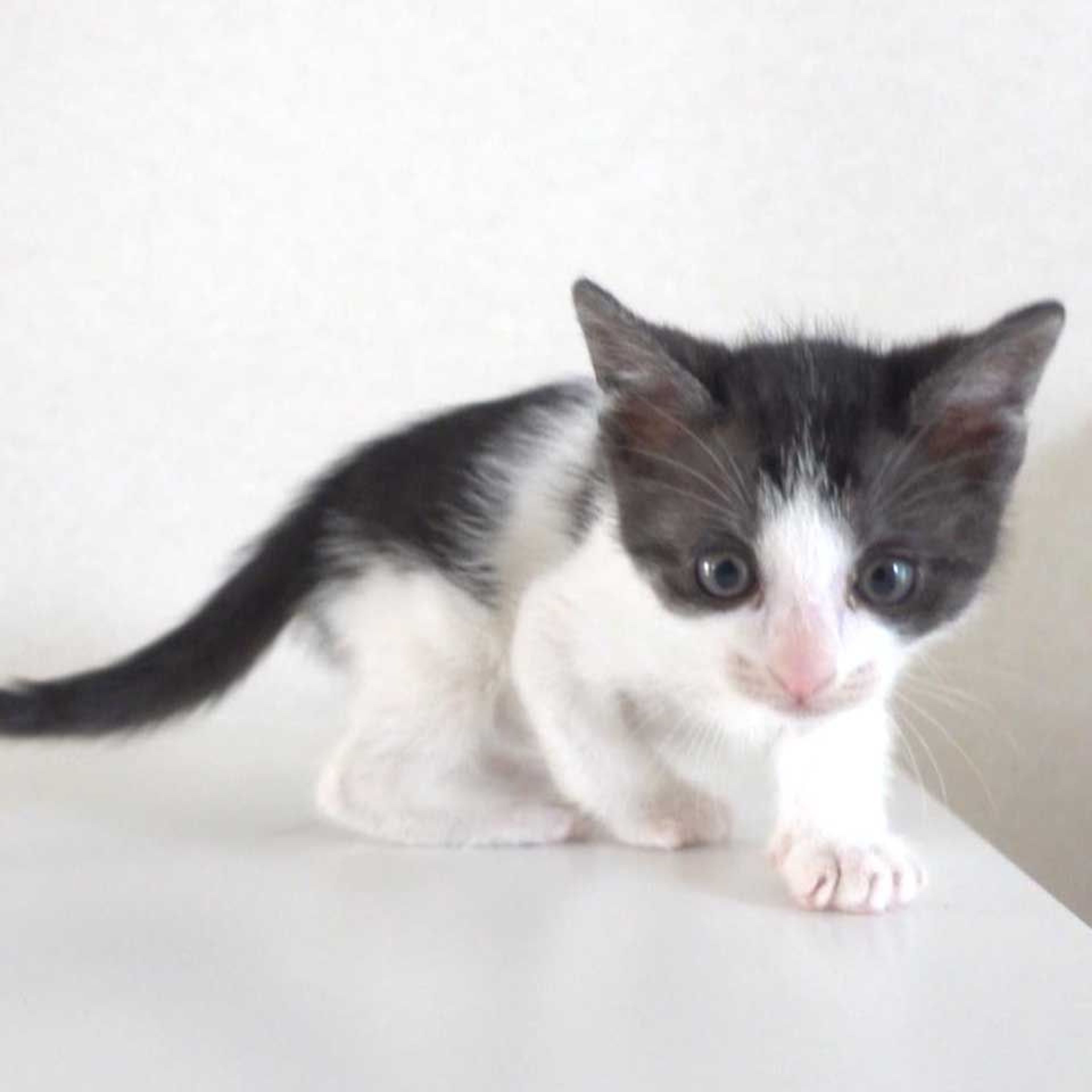 pet-image-6