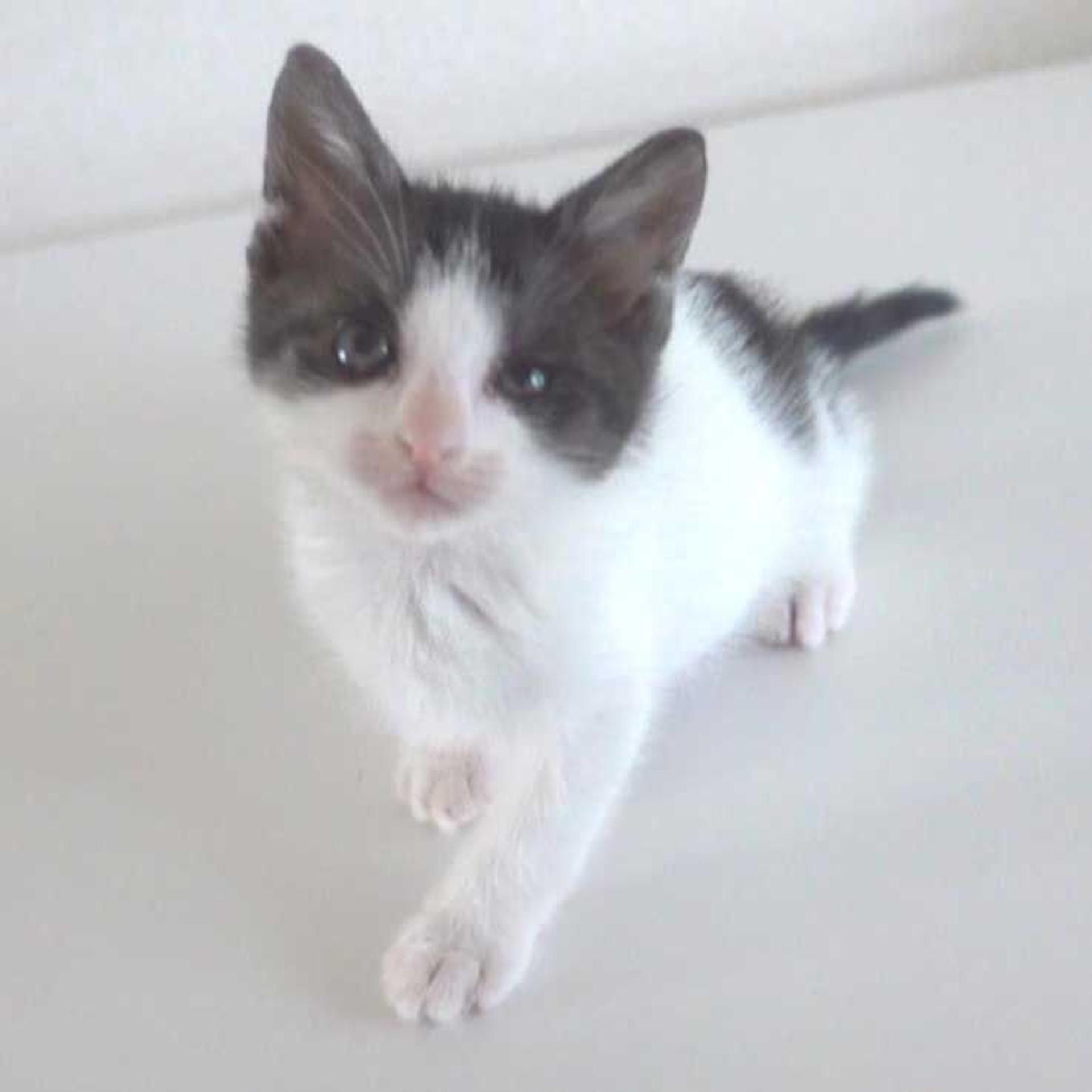 pet-image-7