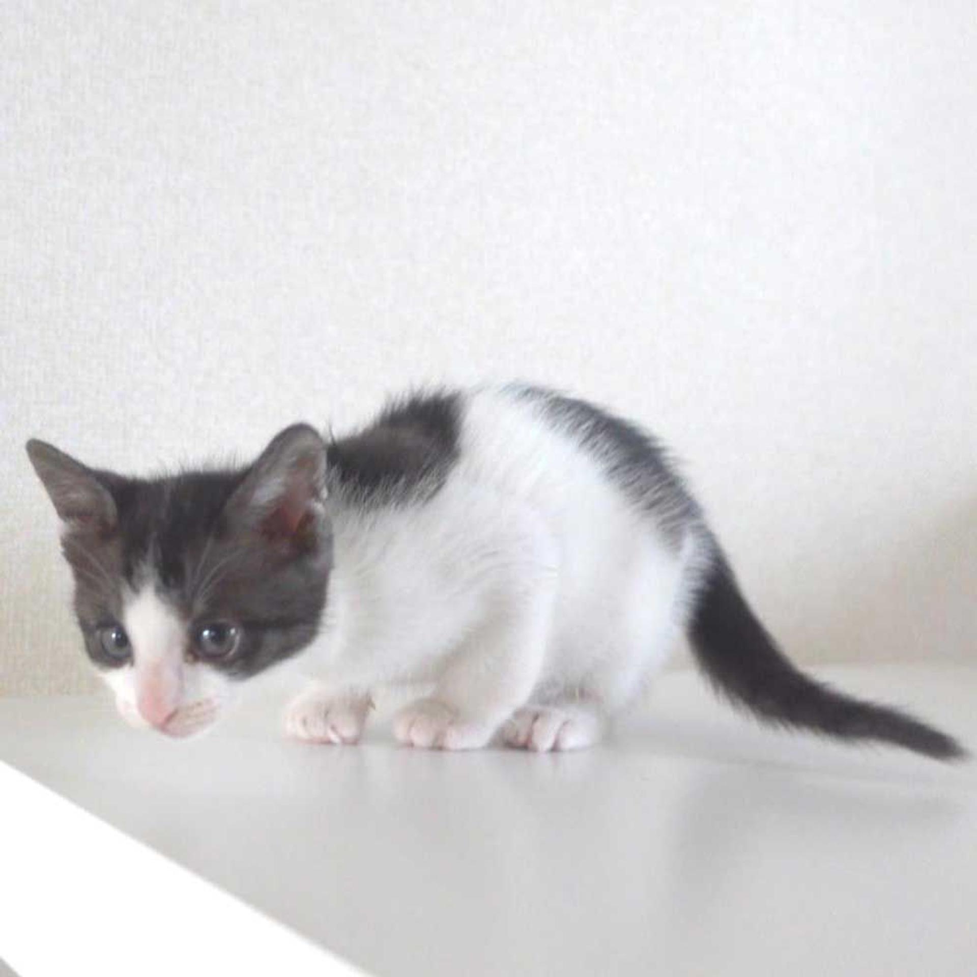 pet-image-8