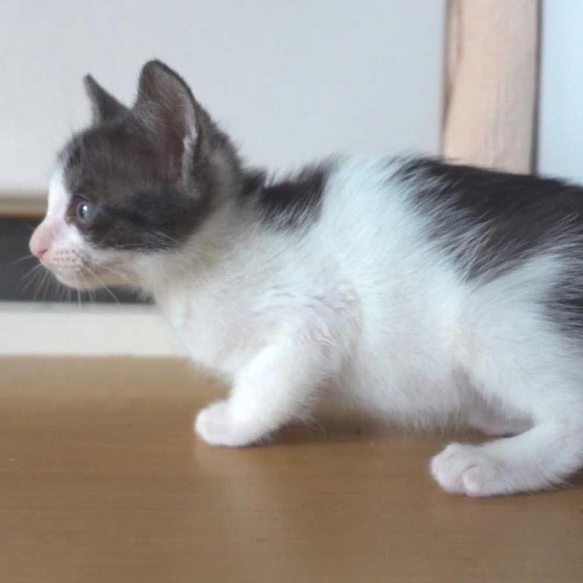 pet-image-9