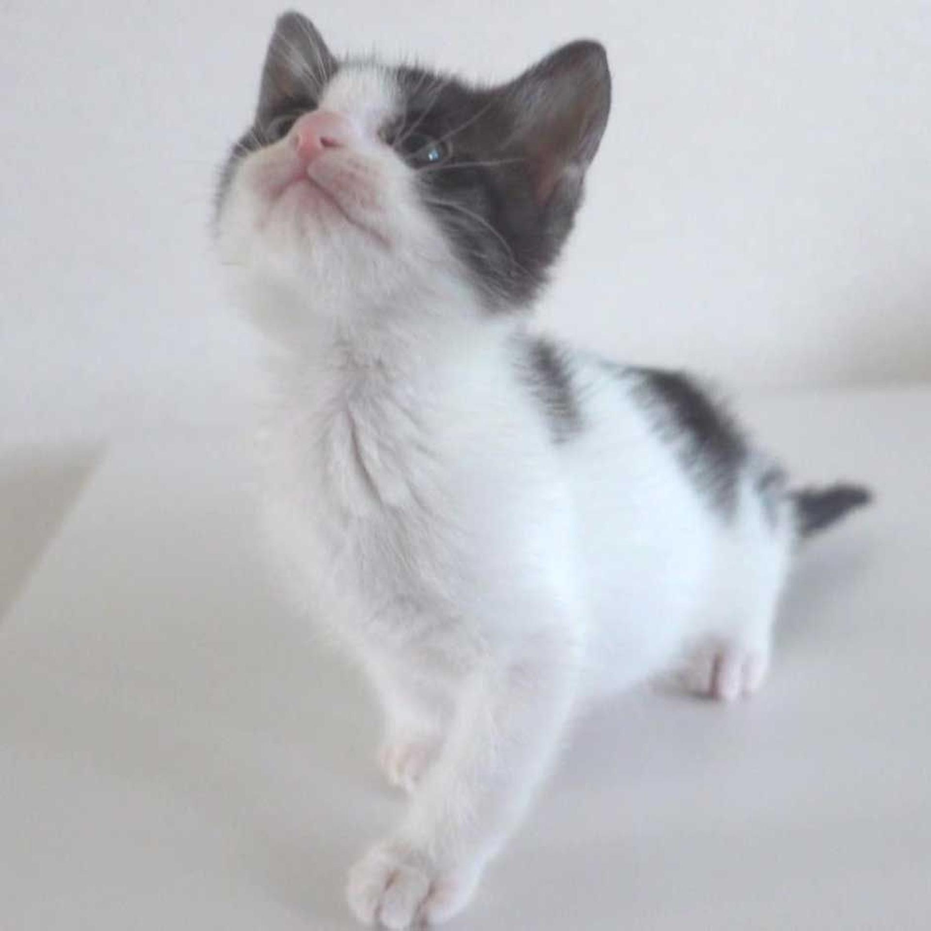 pet-image-10