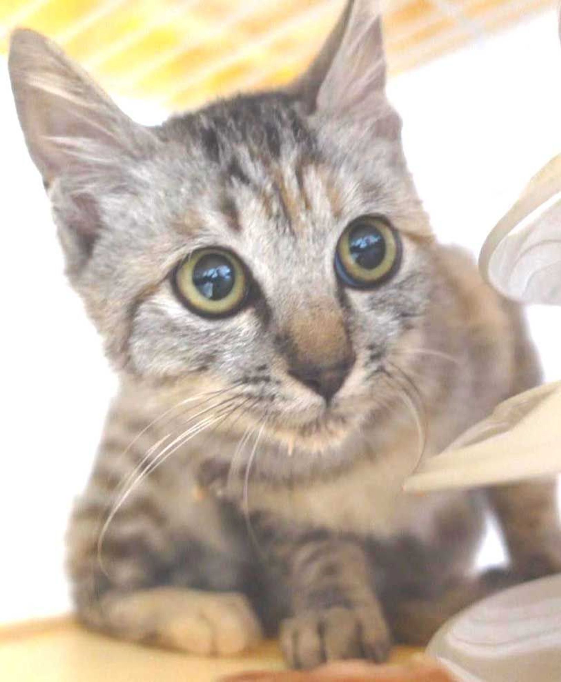 雑種（ミックス猫）・メスの里親募集の写真