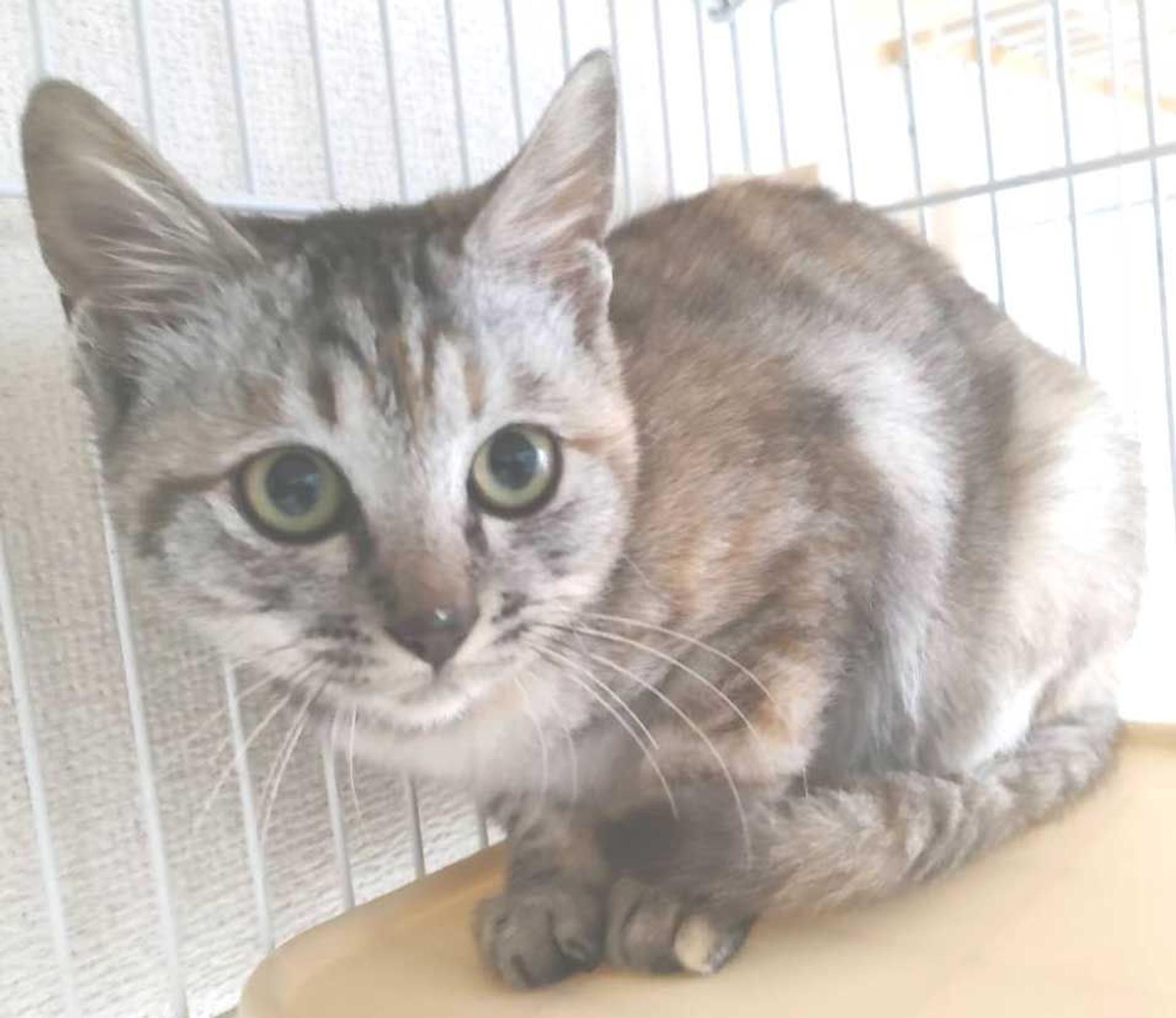 pet-image-3