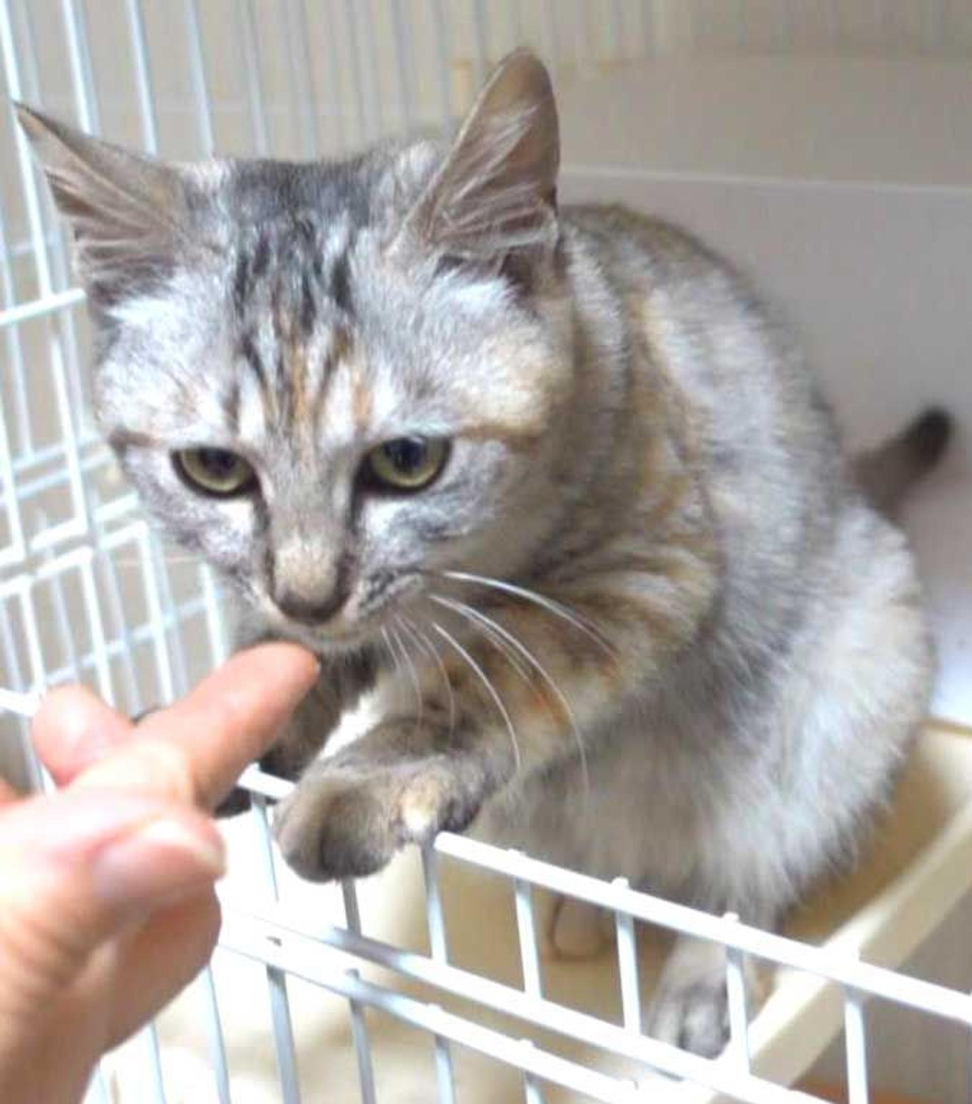 pet-image-5