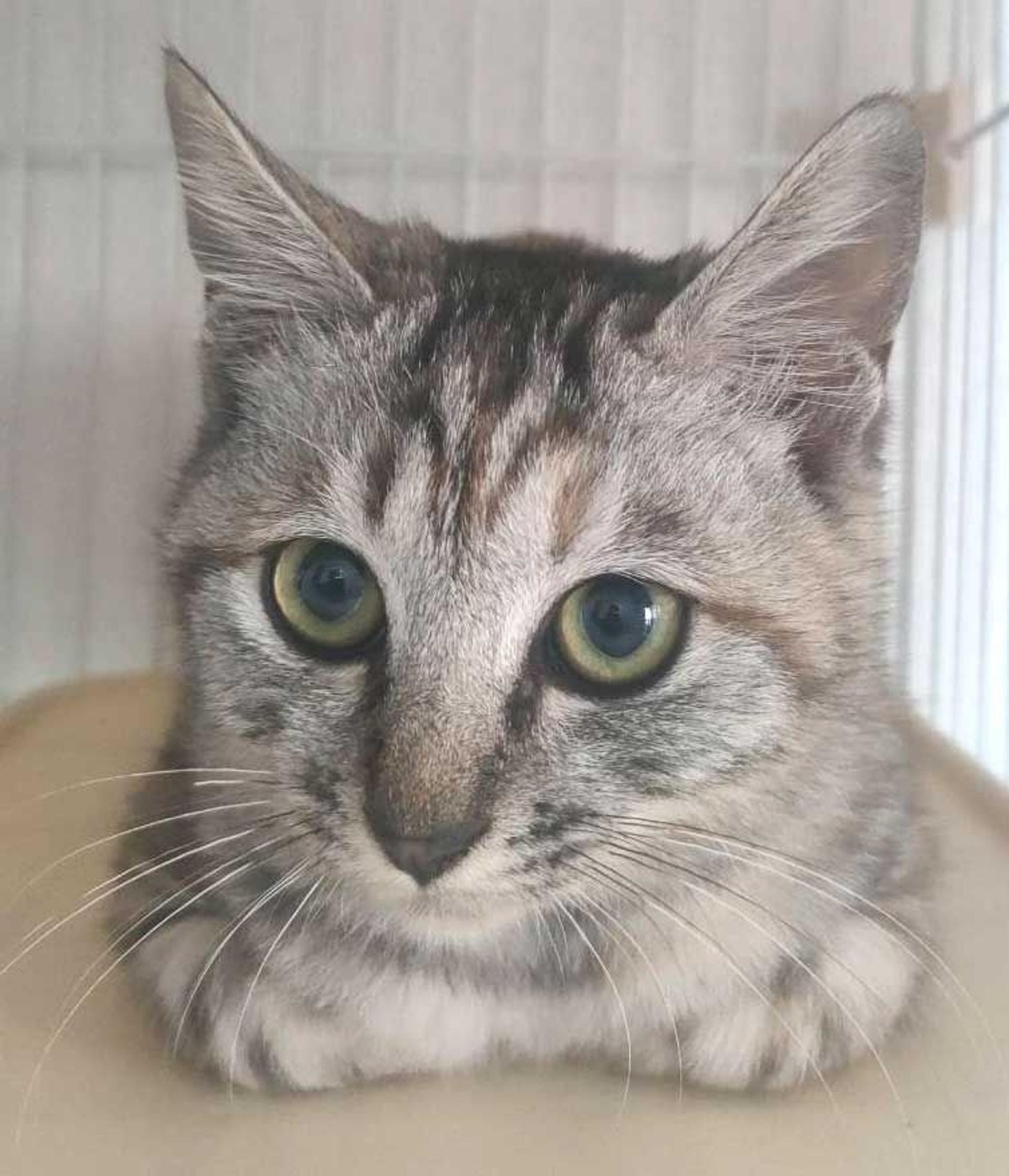 pet-image-8